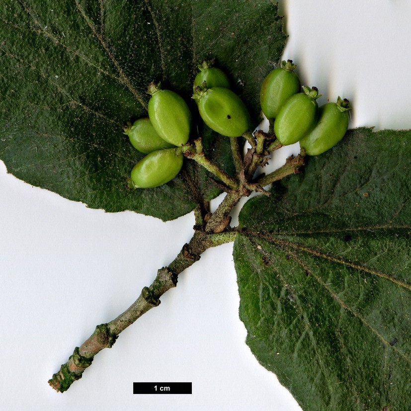 High resolution image: Family: Adoxaceaae - Genus: Viburnum - Taxon: carlesii