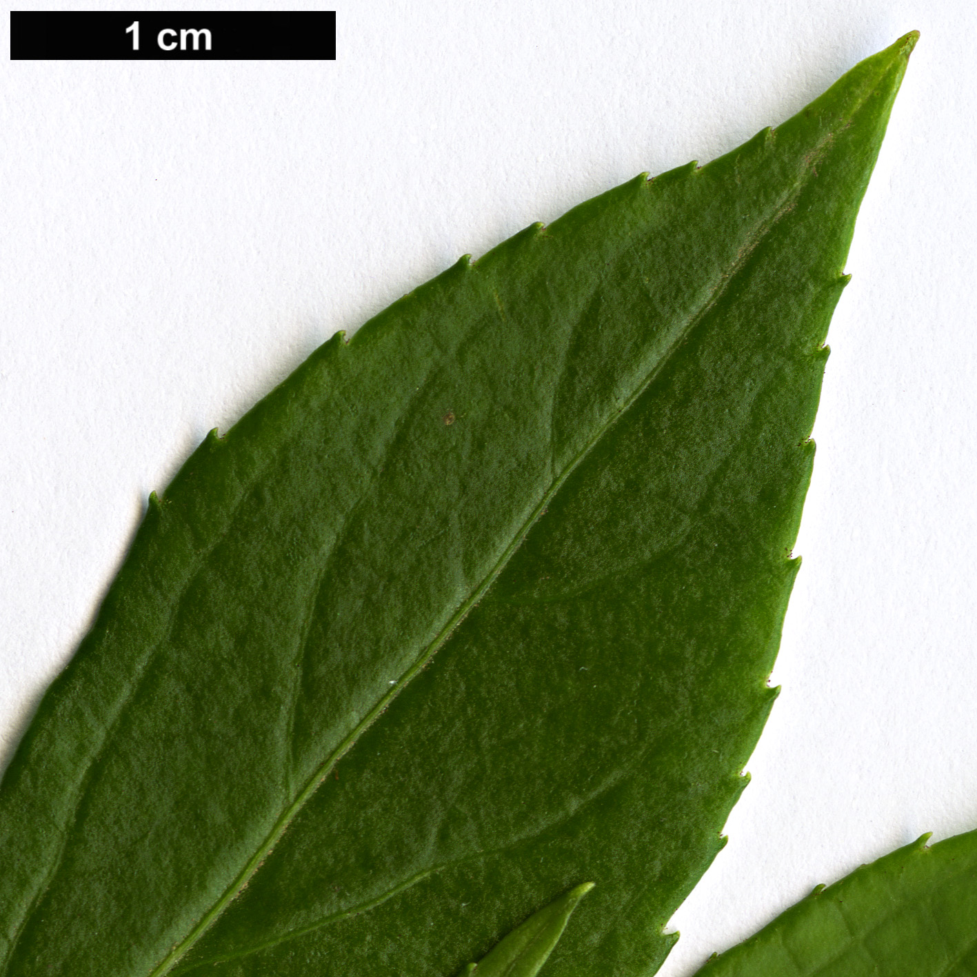 High resolution image: Family: Adoxaceae - Genus: Sambucus - Taxon: australasica