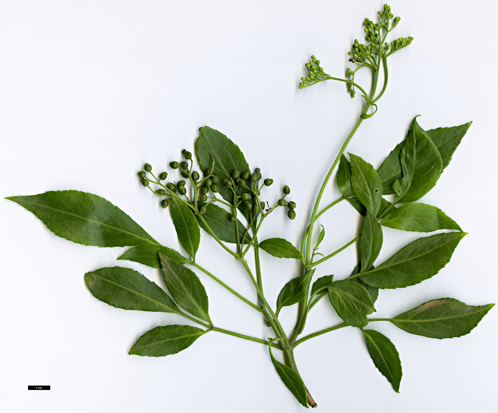 High resolution image: Family: Adoxaceae - Genus: Sambucus - Taxon: australasica