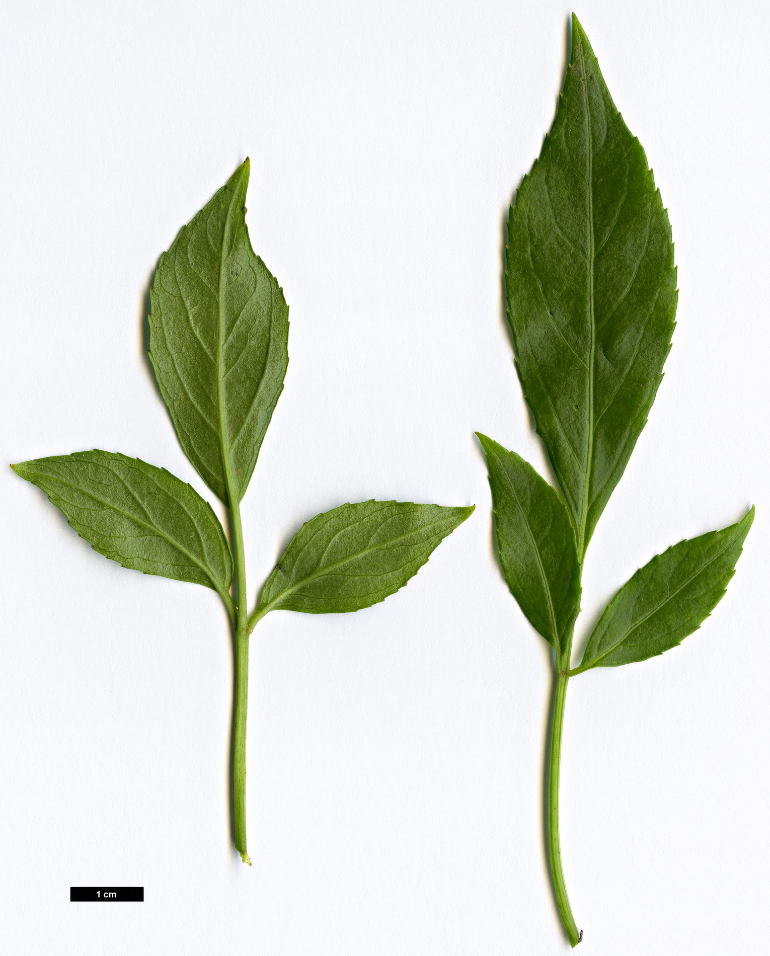 High resolution image: Family: Adoxaceae - Genus: Sambucus - Taxon: australasica