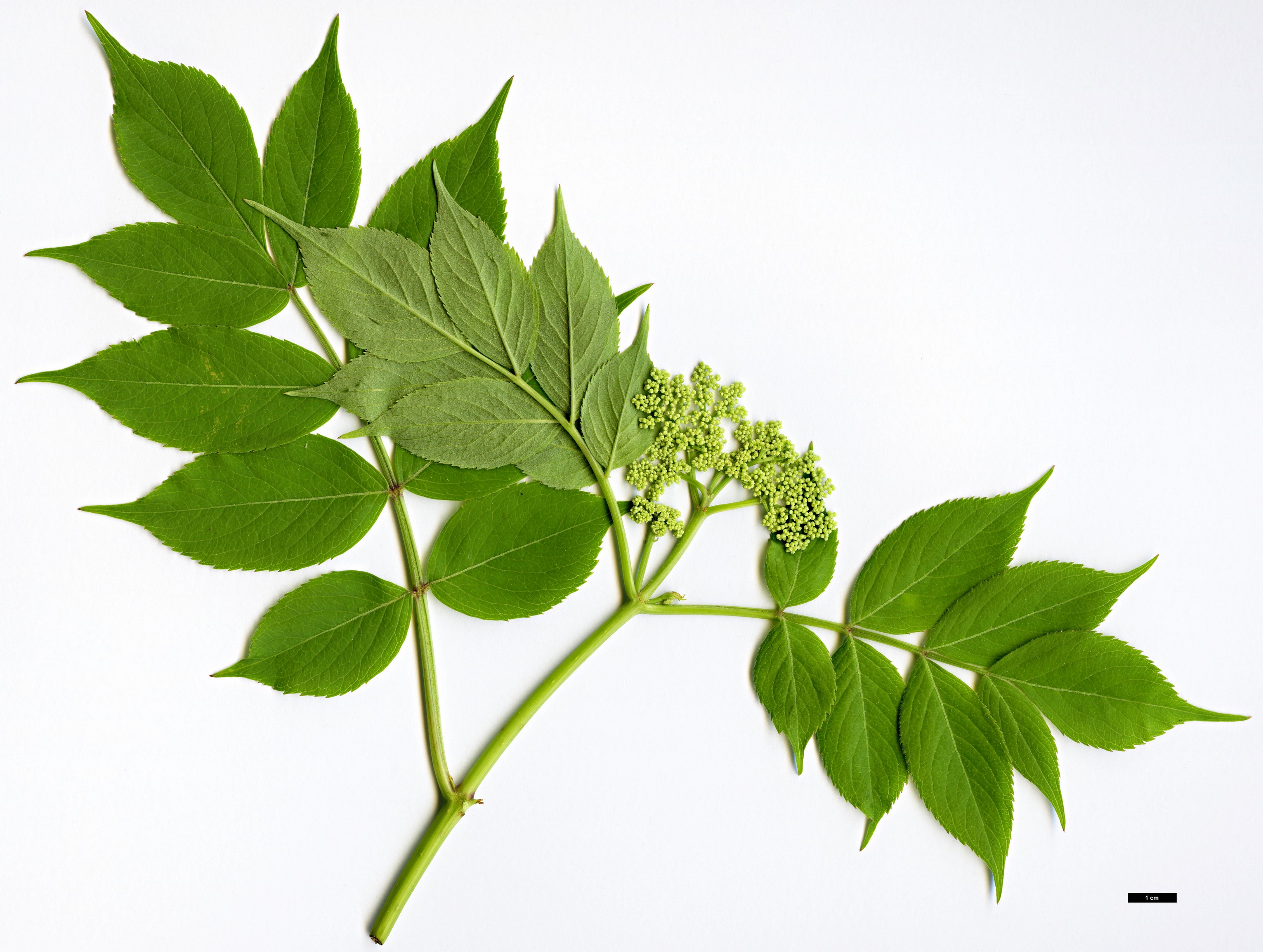 High resolution image: Family: Adoxaceae - Genus: Sambucus - Taxon: canadensis