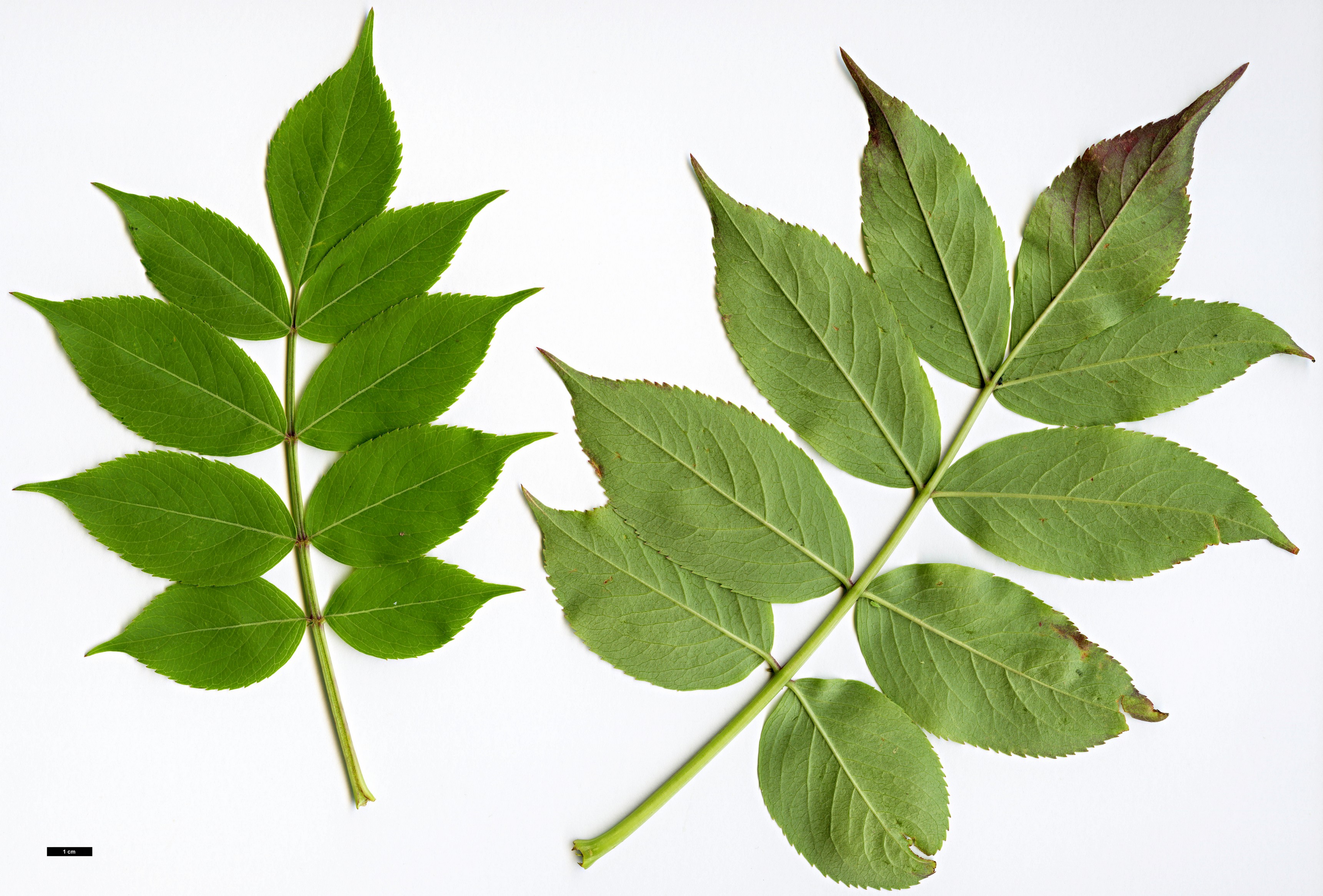 High resolution image: Family: Adoxaceae - Genus: Sambucus - Taxon: canadensis