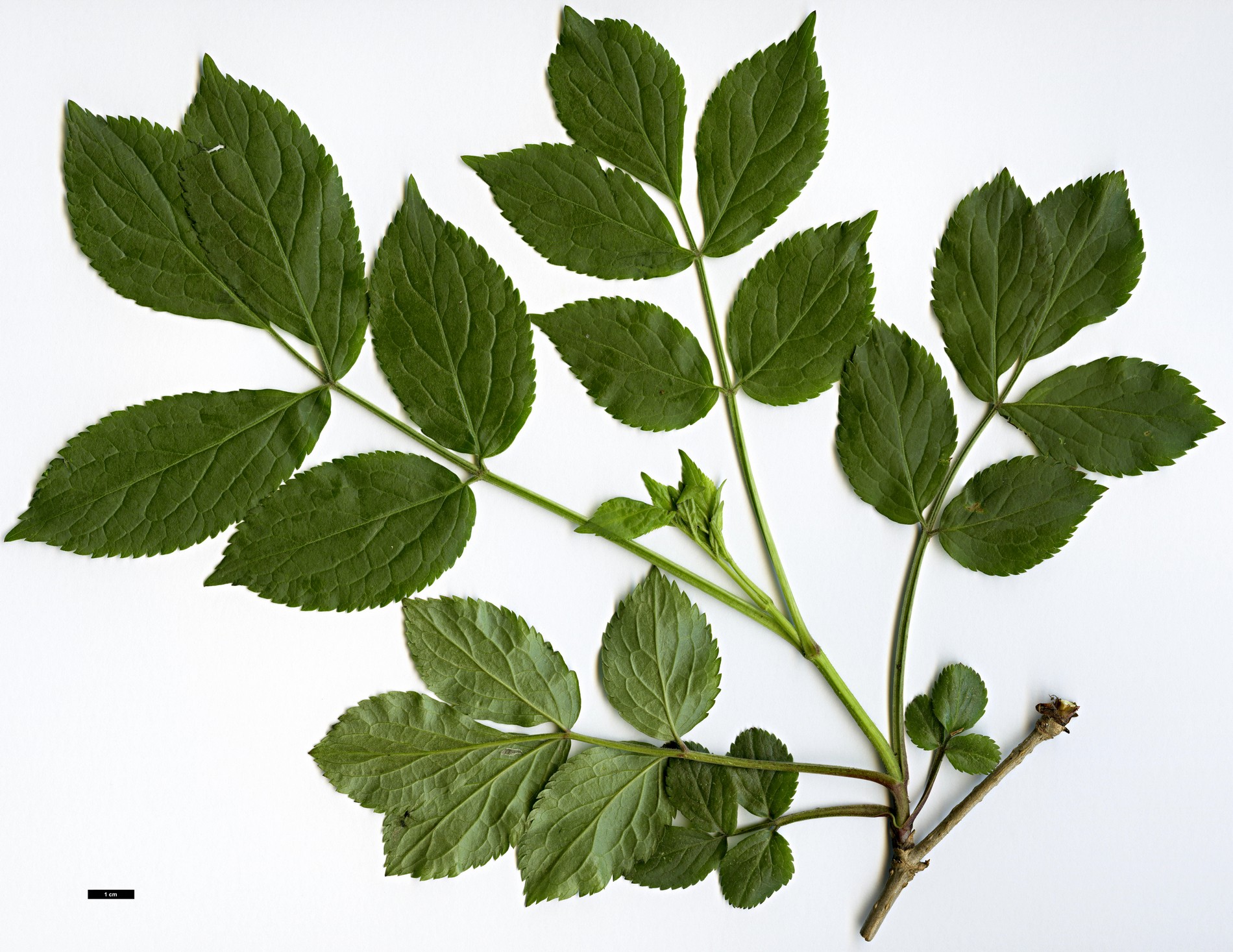 High resolution image: Family: Adoxaceae - Genus: Sambucus - Taxon: nigra