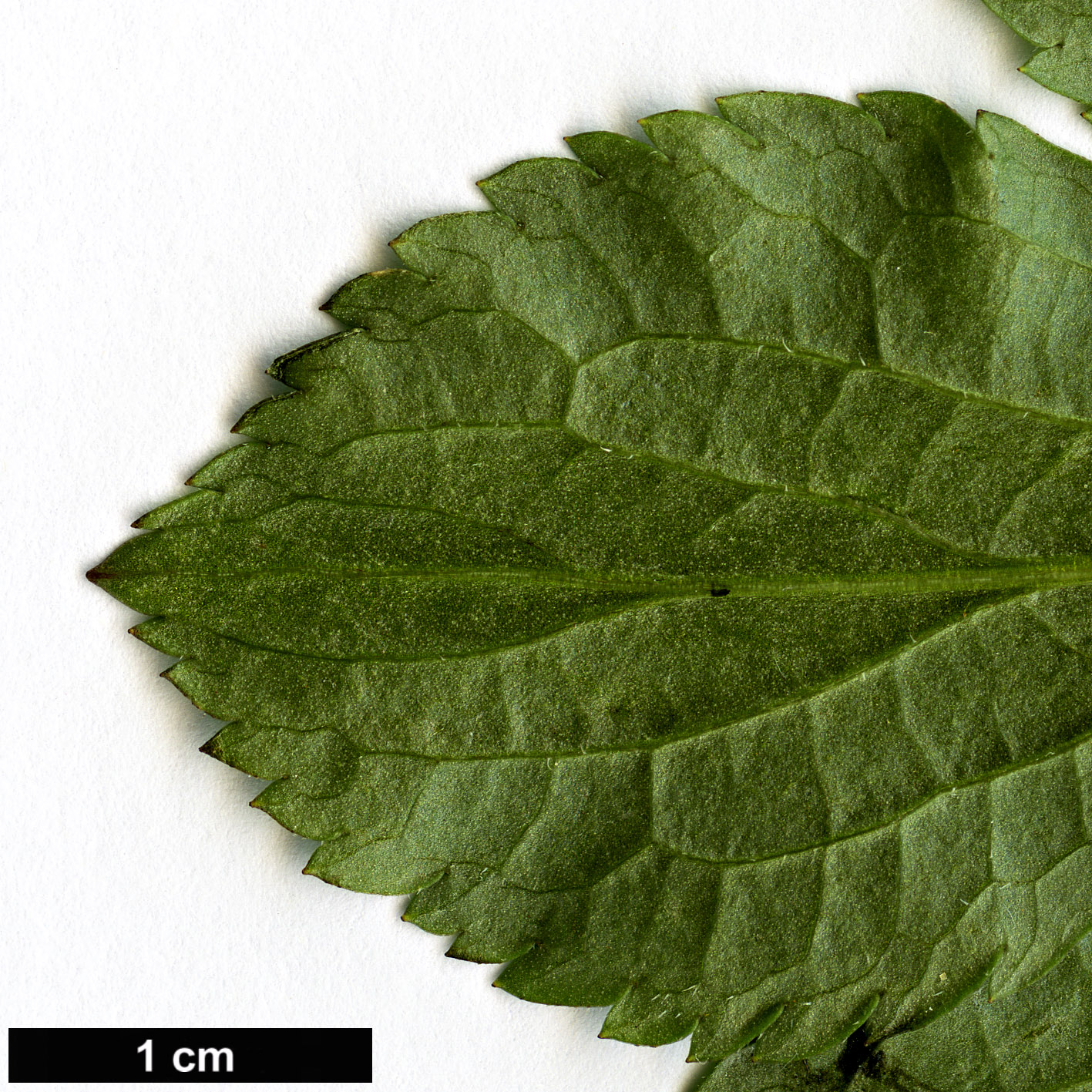 High resolution image: Family: Adoxaceae - Genus: Sambucus - Taxon: nigra