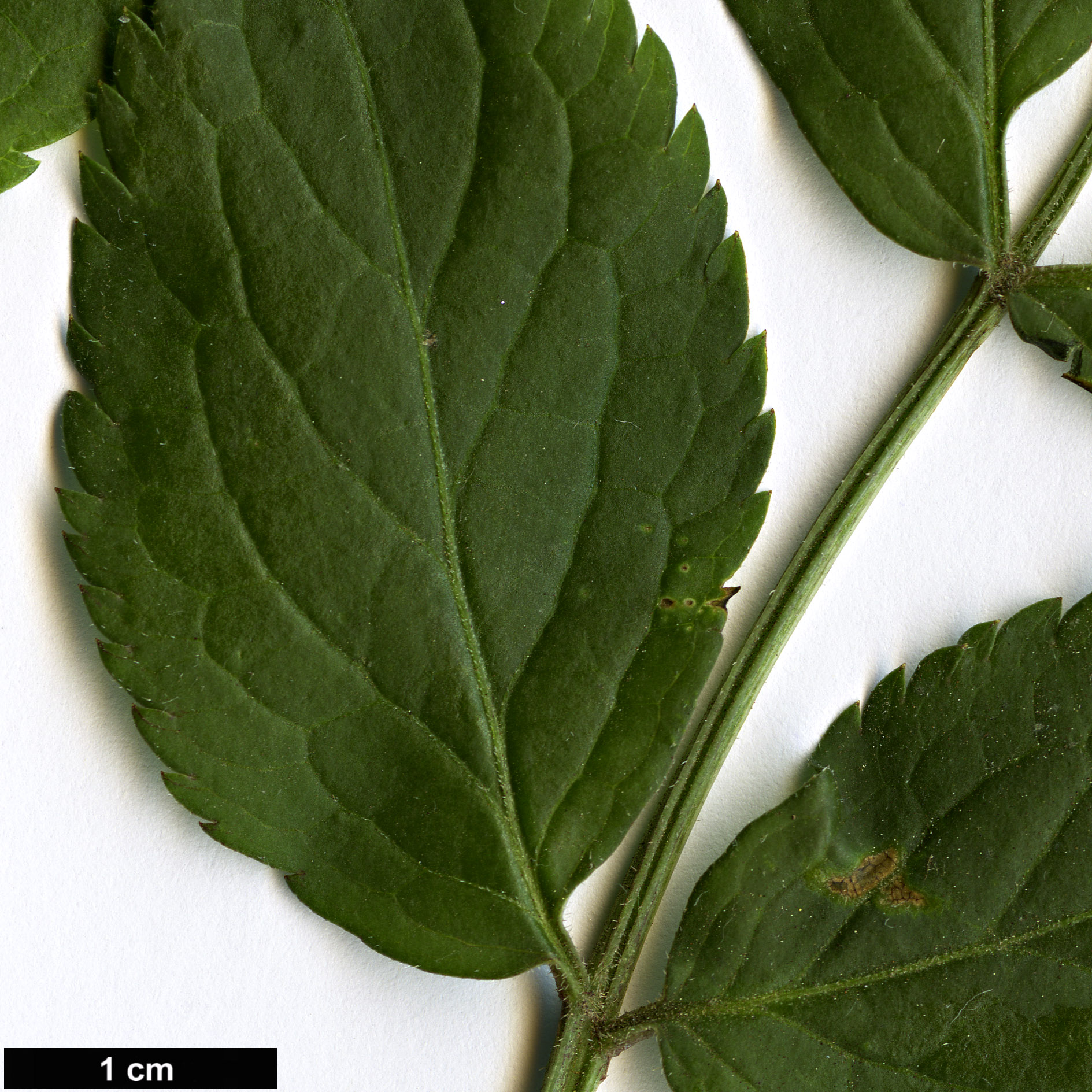 High resolution image: Family: Adoxaceae - Genus: Sambucus - Taxon: nigra