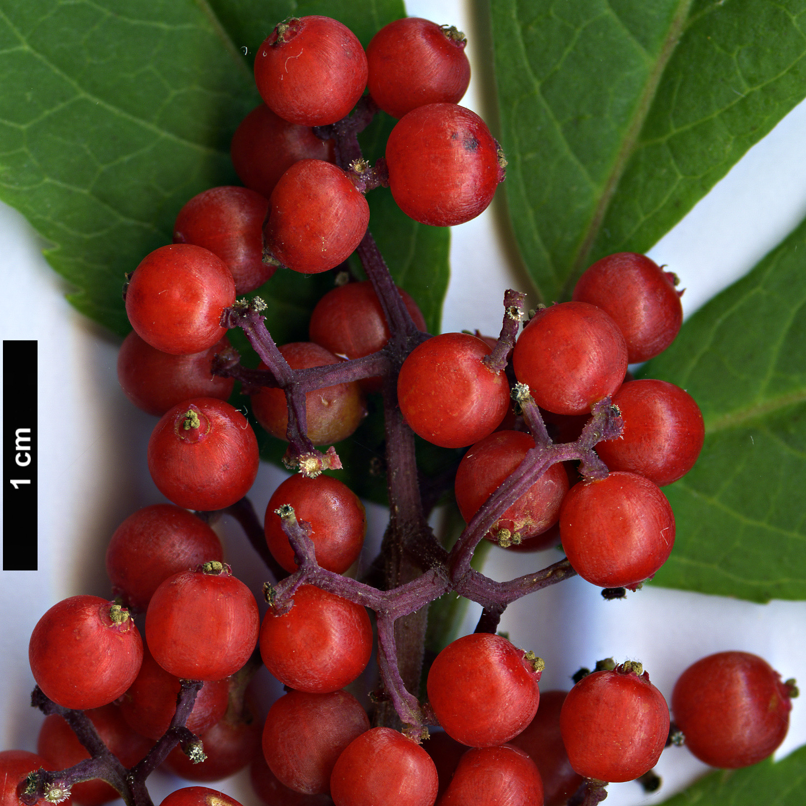 High resolution image: Family: Adoxaceae - Genus: Sambucus - Taxon: racemosa