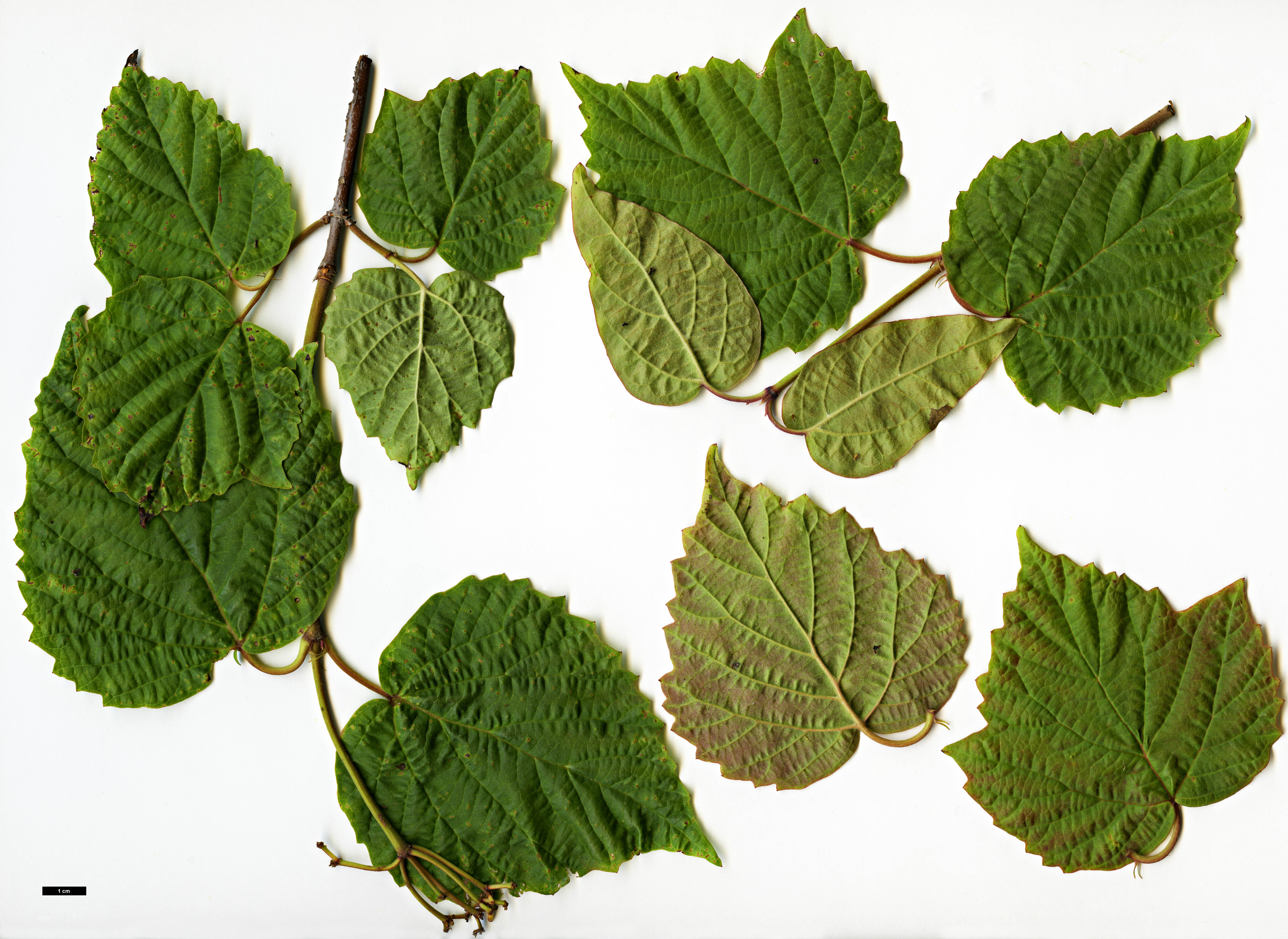 High resolution image: Family: Adoxaceae - Genus: Viburnum - Taxon: acerifolium