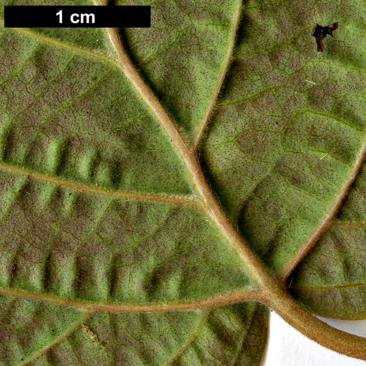 High resolution image: Family: Adoxaceae - Genus: Viburnum - Taxon: acerifolium