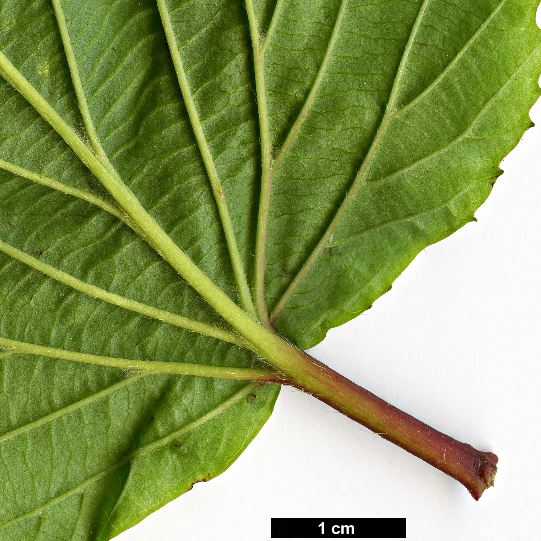 High resolution image: Family: Adoxaceae - Genus: Viburnum - Taxon: brachyandrum