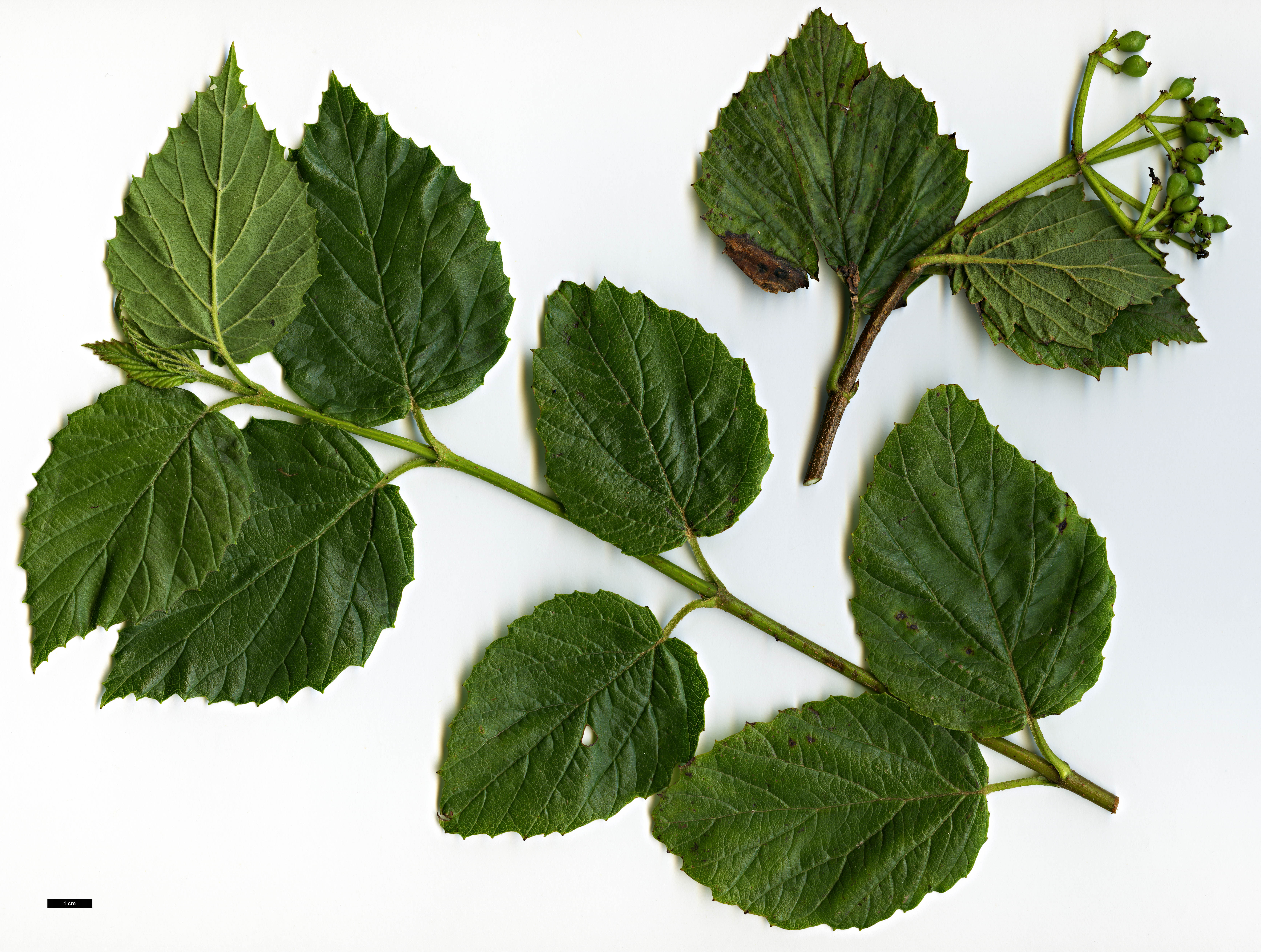 High resolution image: Family: Adoxaceae - Genus: Viburnum - Taxon: bracteatum