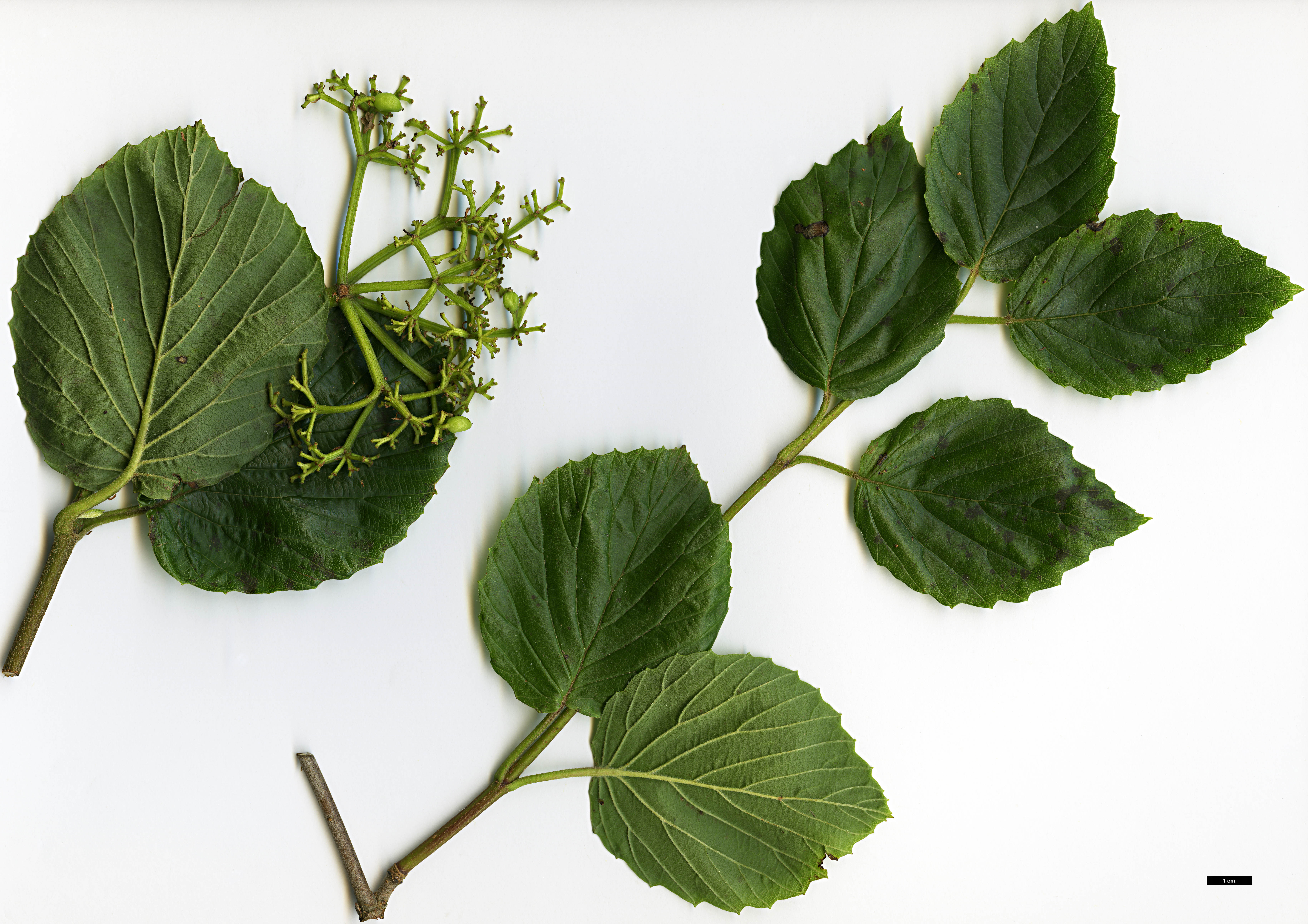 High resolution image: Family: Adoxaceae - Genus: Viburnum - Taxon: bracteatum