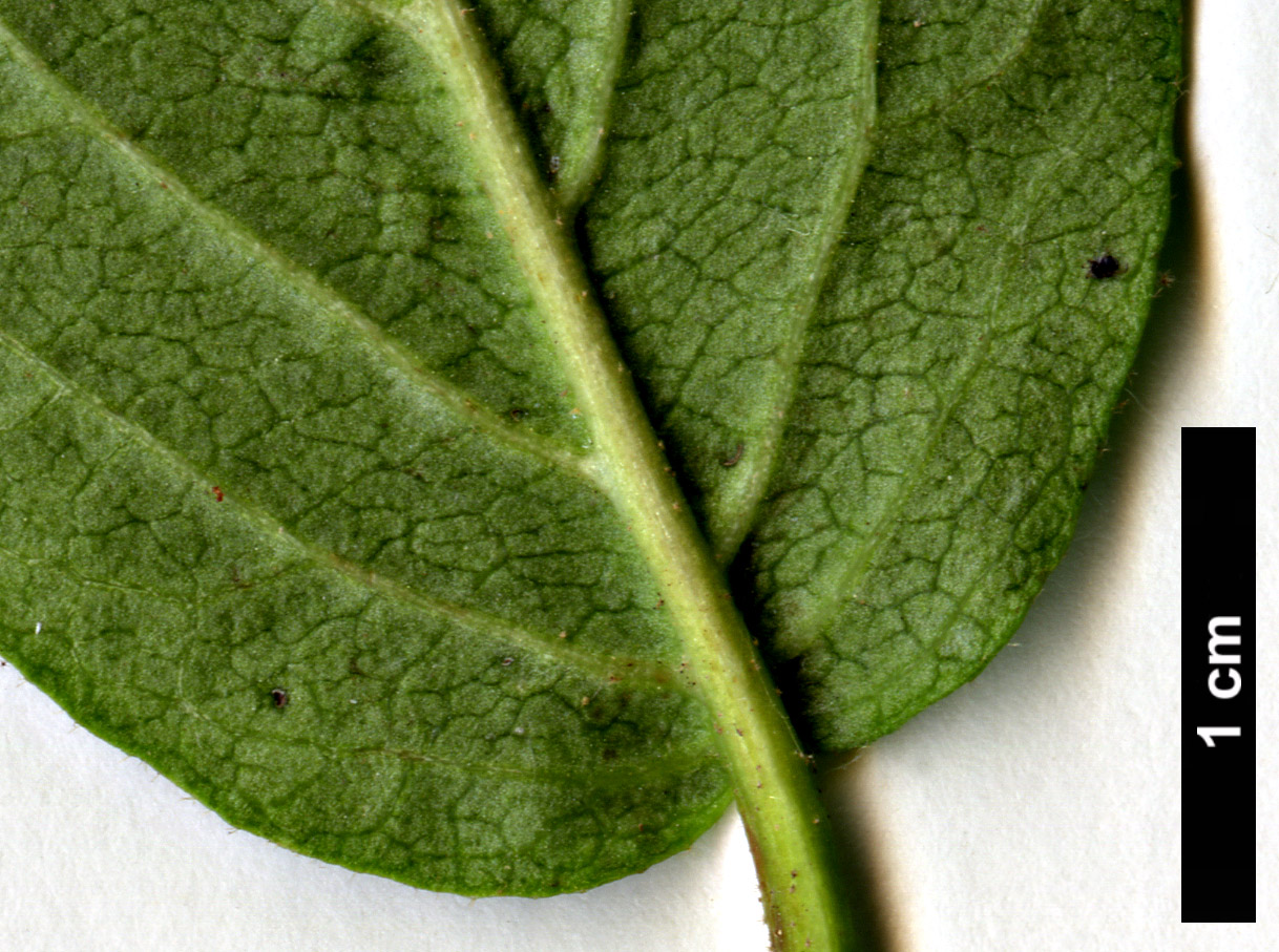 High resolution image: Family: Adoxaceae - Genus: Viburnum - Taxon: burejaeticum