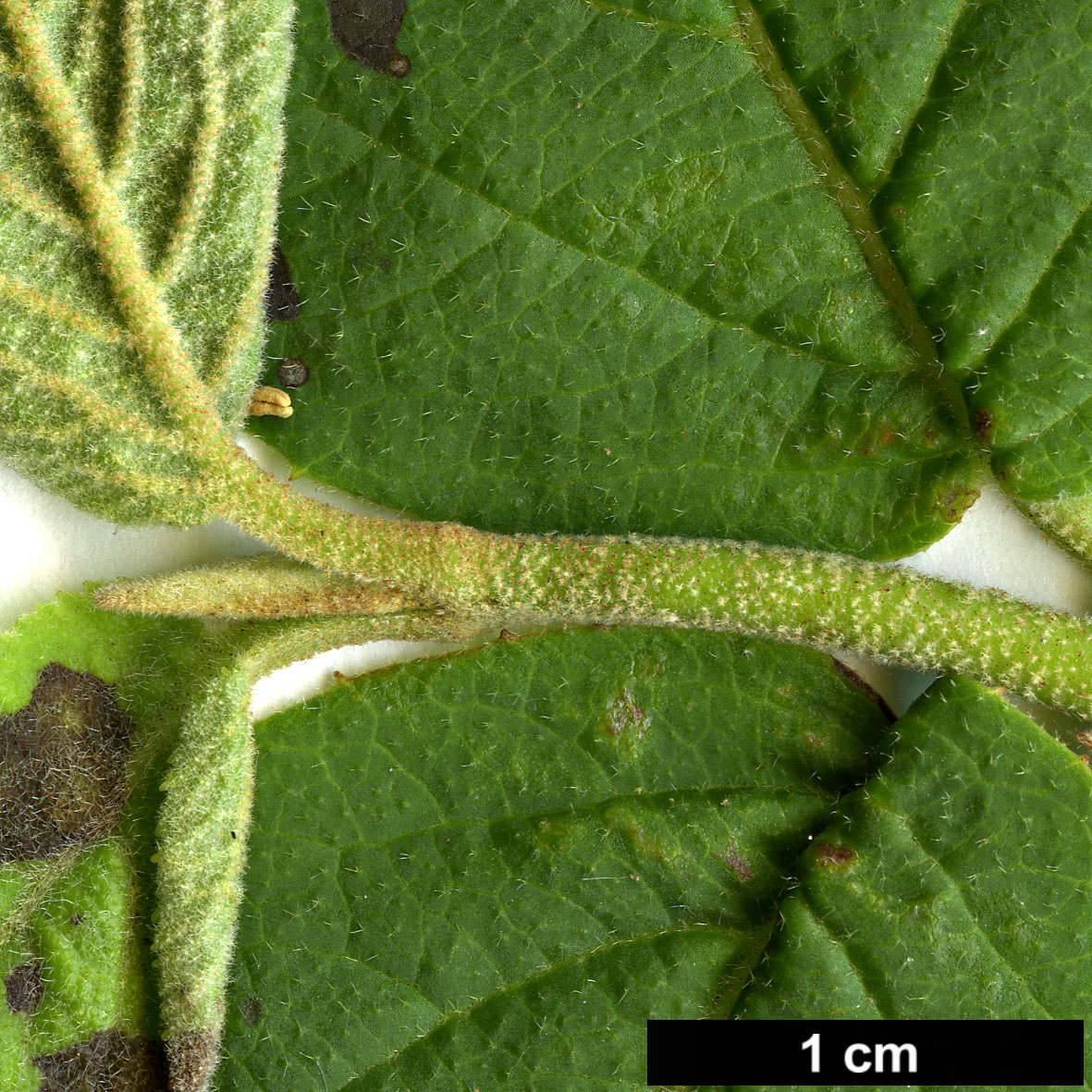 High resolution image: Family: Adoxaceae - Genus: Viburnum - Taxon: burejaeticum