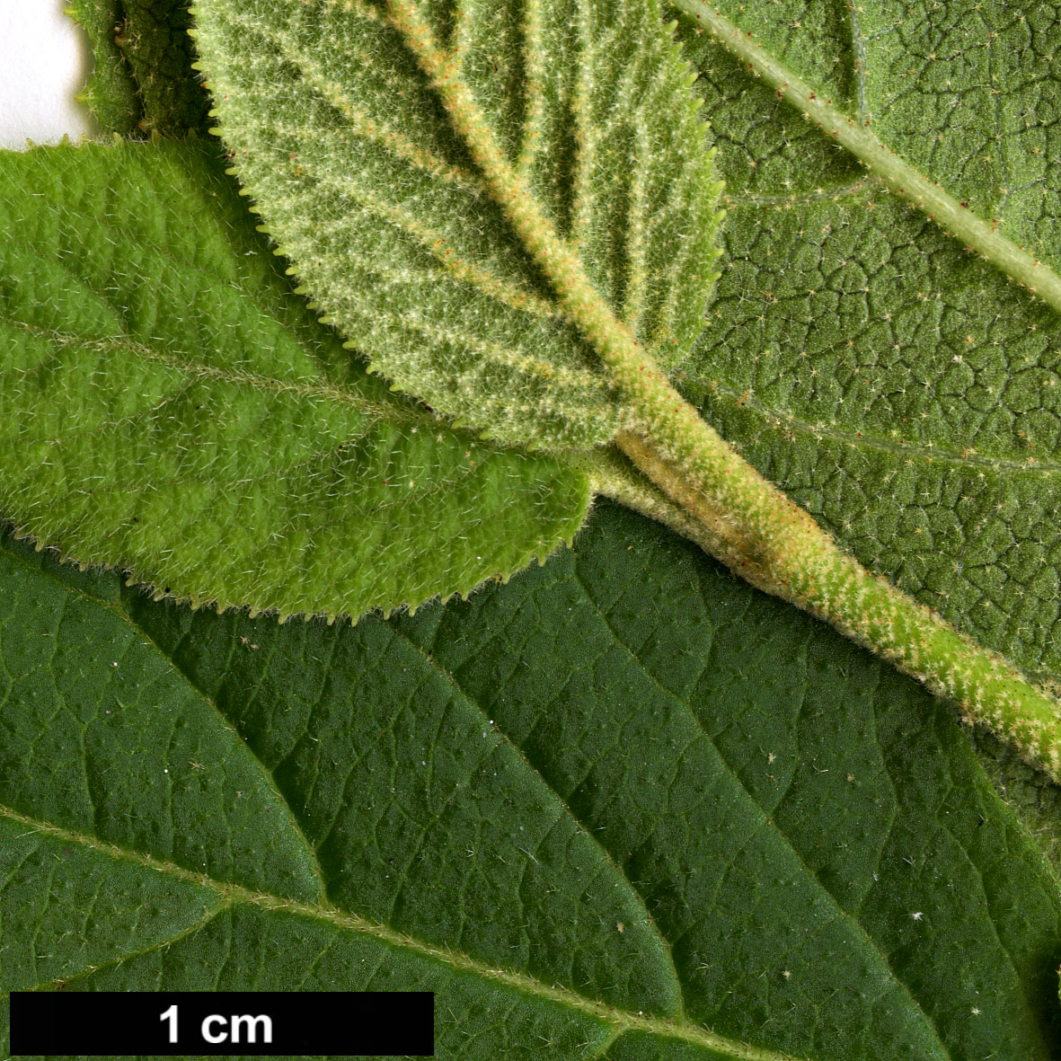 High resolution image: Family: Adoxaceae - Genus: Viburnum - Taxon: burejaeticum