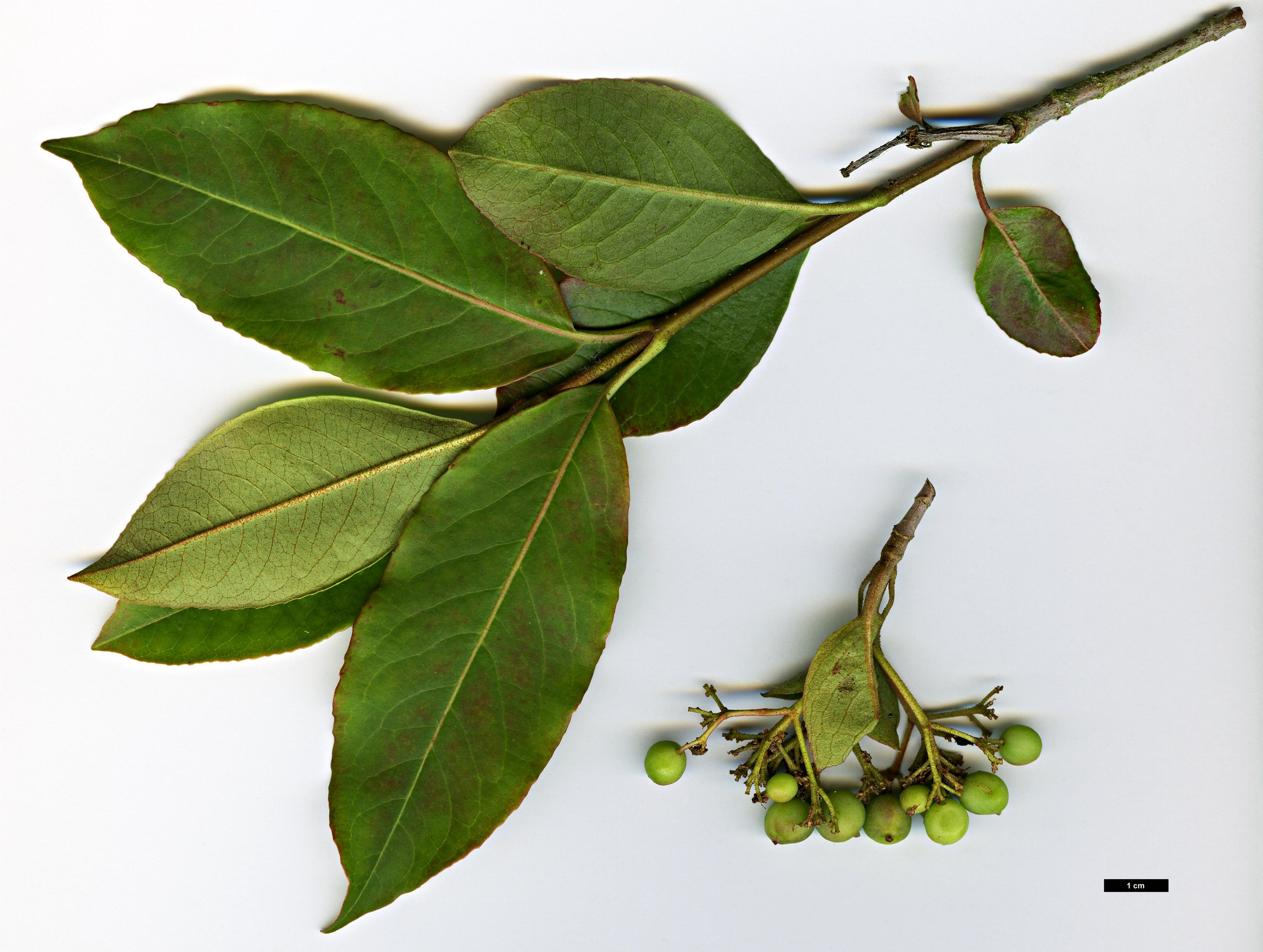 High resolution image: Family: Adoxaceae - Genus: Viburnum - Taxon: cassinoides