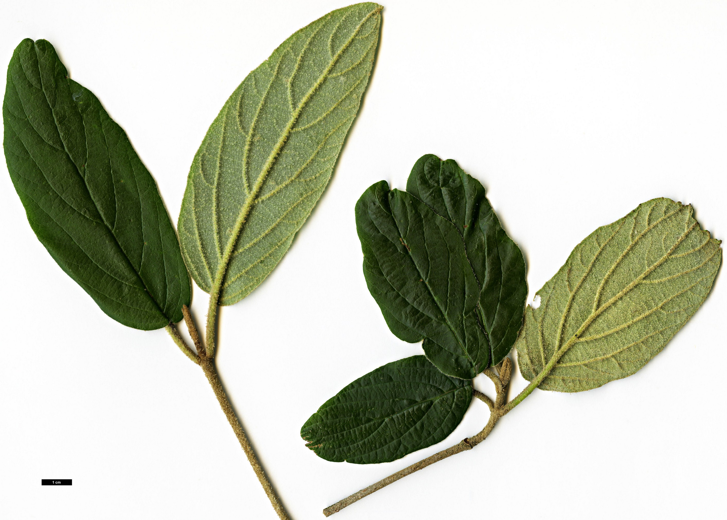 High resolution image: Family: Adoxaceae - Genus: Viburnum - Taxon: chinshanense