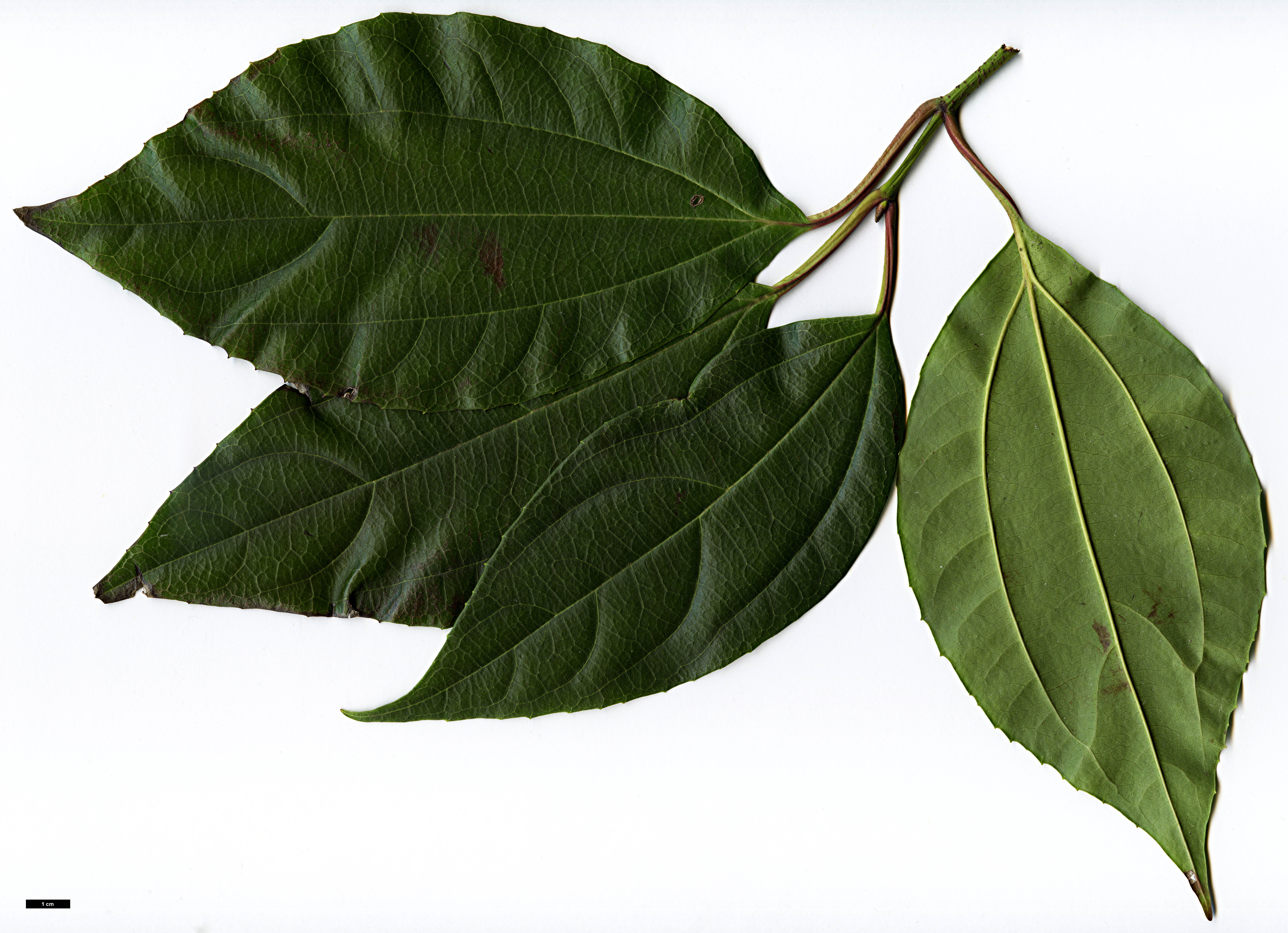 High resolution image: Family: Adoxaceae - Genus: Viburnum - Taxon: cinnamomifolium