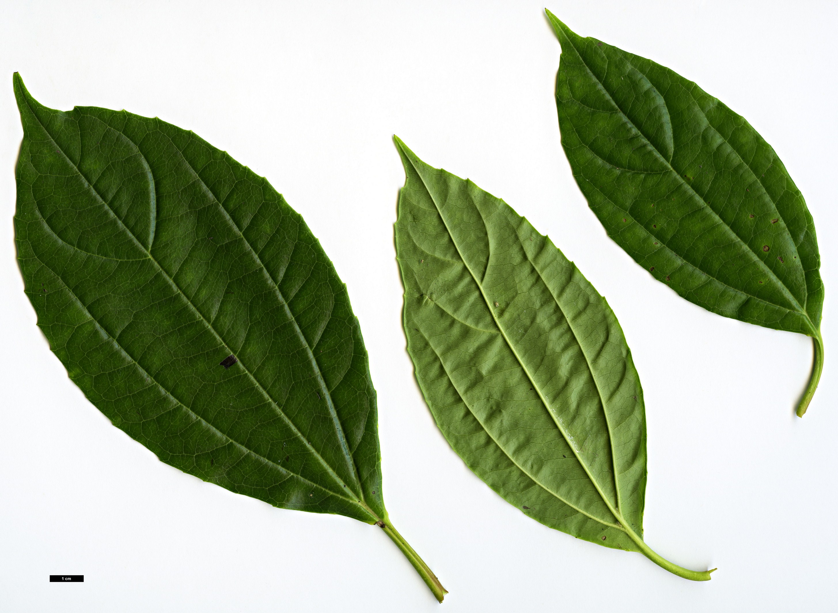 High resolution image: Family: Adoxaceae - Genus: Viburnum - Taxon: cinnamomifolium