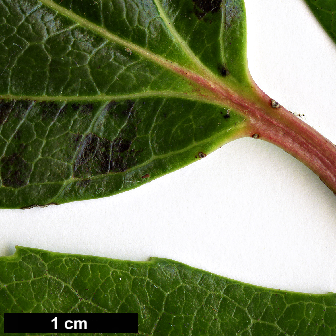 High resolution image: Family: Adoxaceae - Genus: Viburnum - Taxon: cinnamomifolium