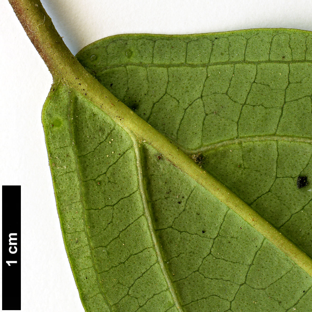 High resolution image: Family: Adoxaceae - Genus: Viburnum - Taxon: coriaceum