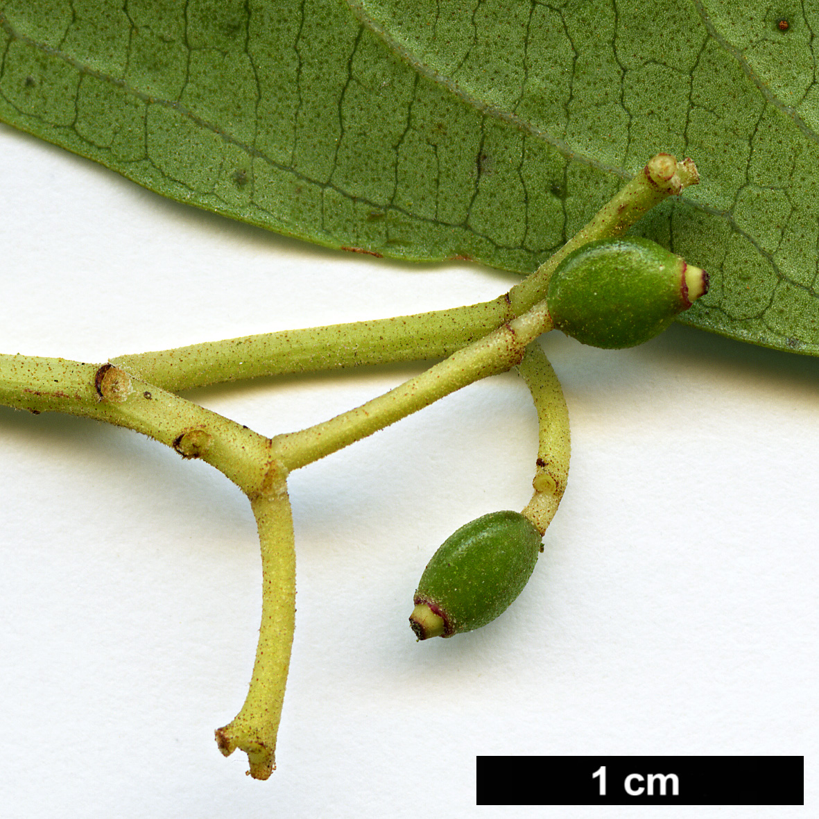 High resolution image: Family: Adoxaceae - Genus: Viburnum - Taxon: coriaceum