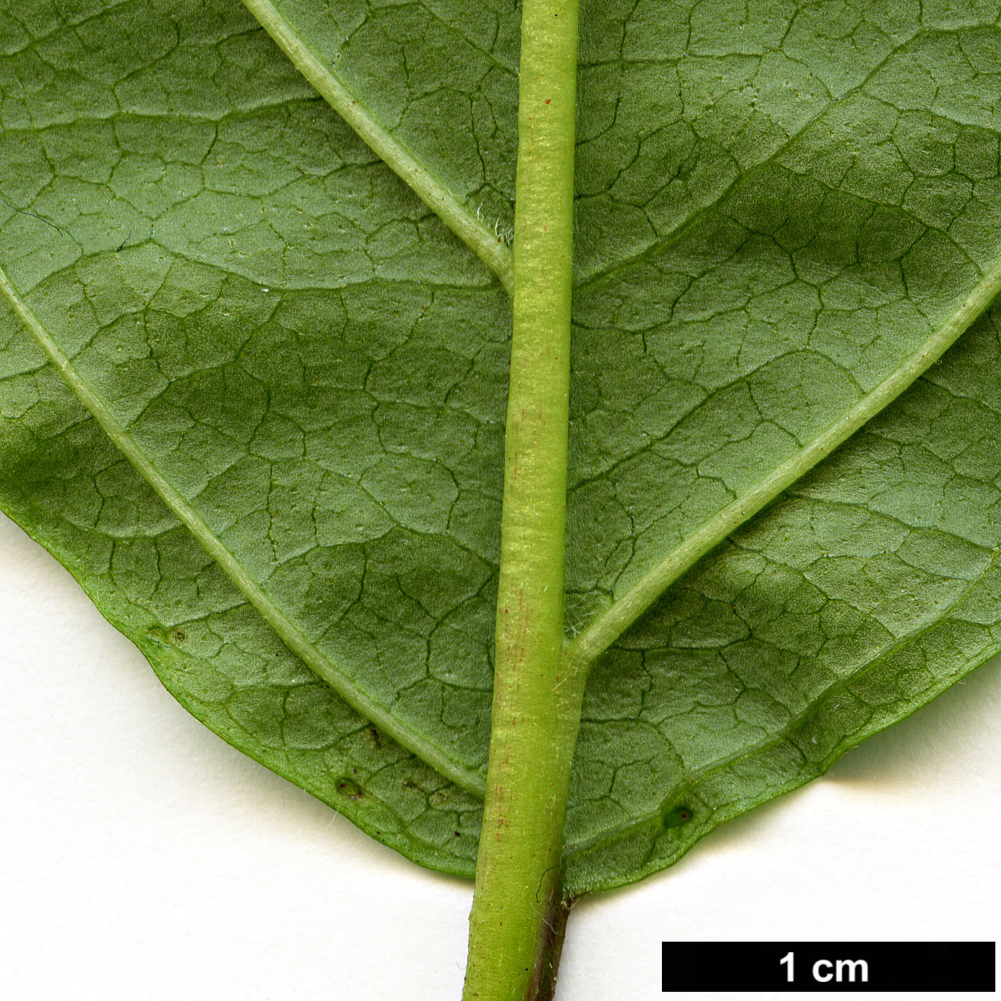 High resolution image: Family: Adoxaceae - Genus: Viburnum - Taxon: coriaceum