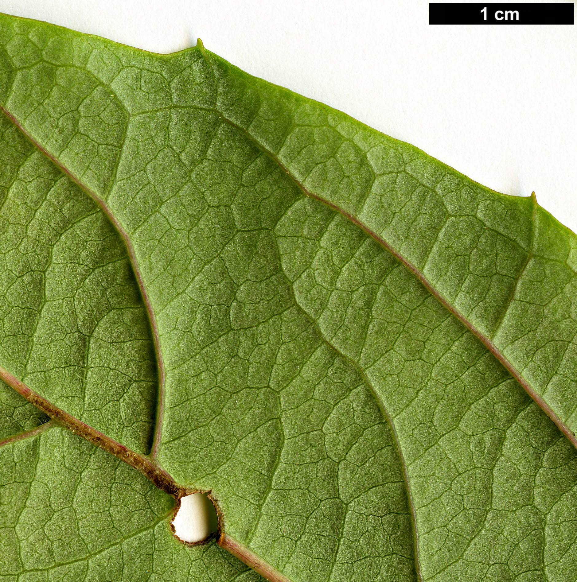 High resolution image: Family: Adoxaceae - Genus: Viburnum - Taxon: coriaceum