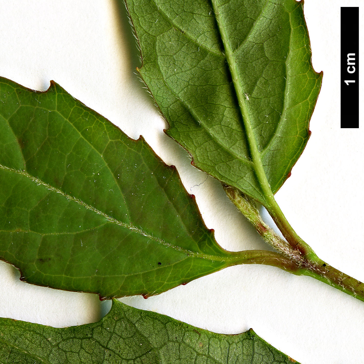 High resolution image: Family: Adoxaceae - Genus: Viburnum - Taxon: costaricanum