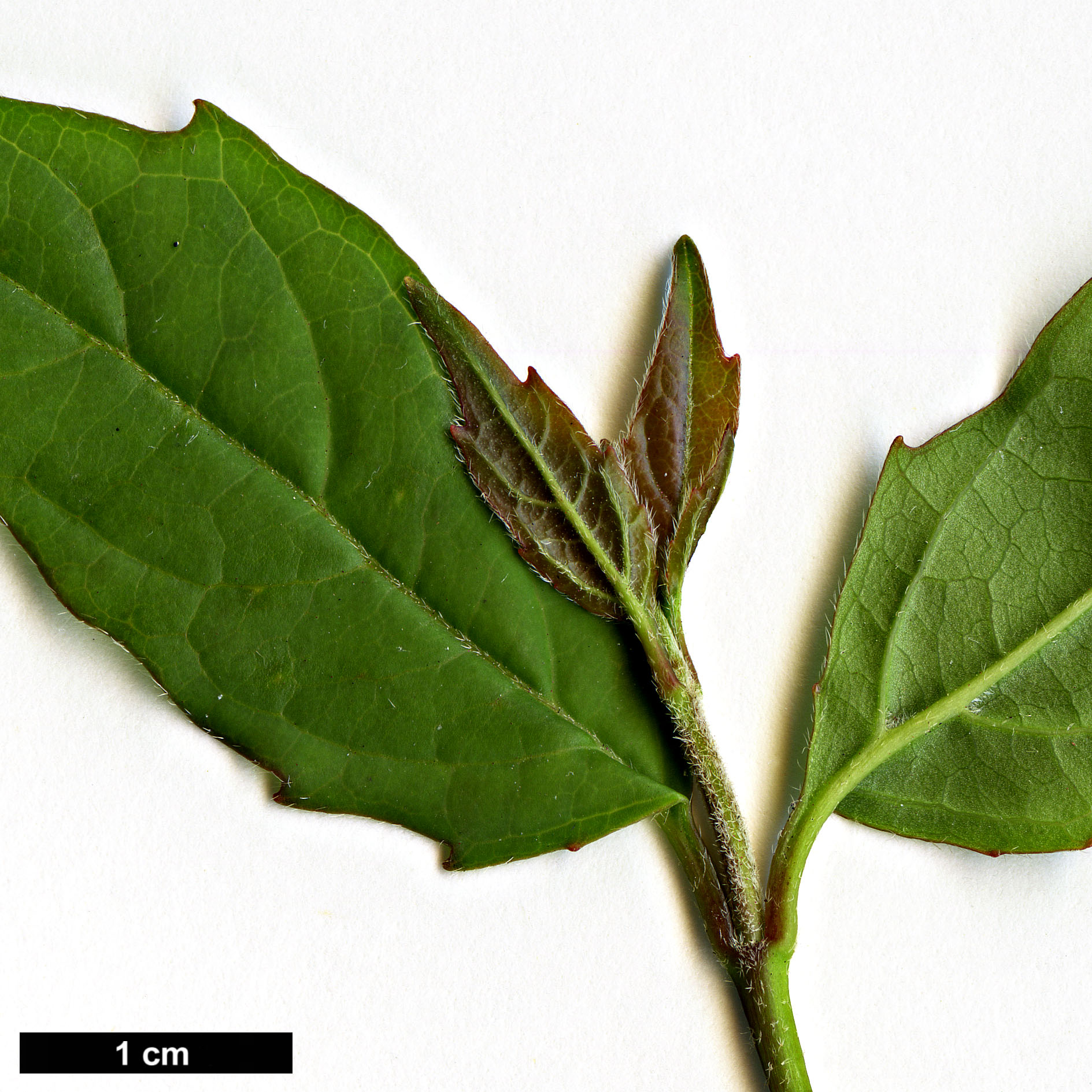 High resolution image: Family: Adoxaceae - Genus: Viburnum - Taxon: costaricanum