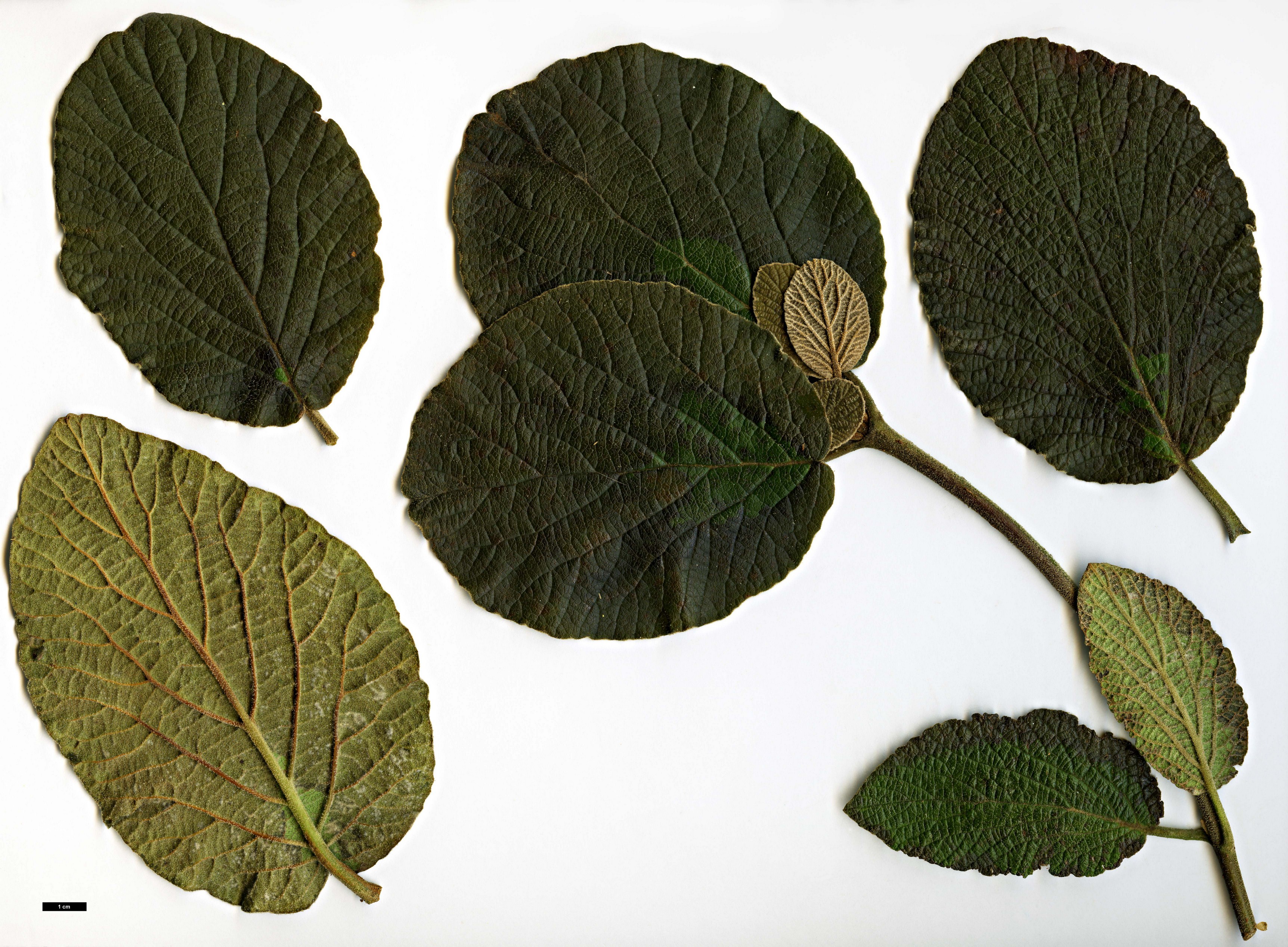 High resolution image: Family: Adoxaceae - Genus: Viburnum - Taxon: cotinifolium