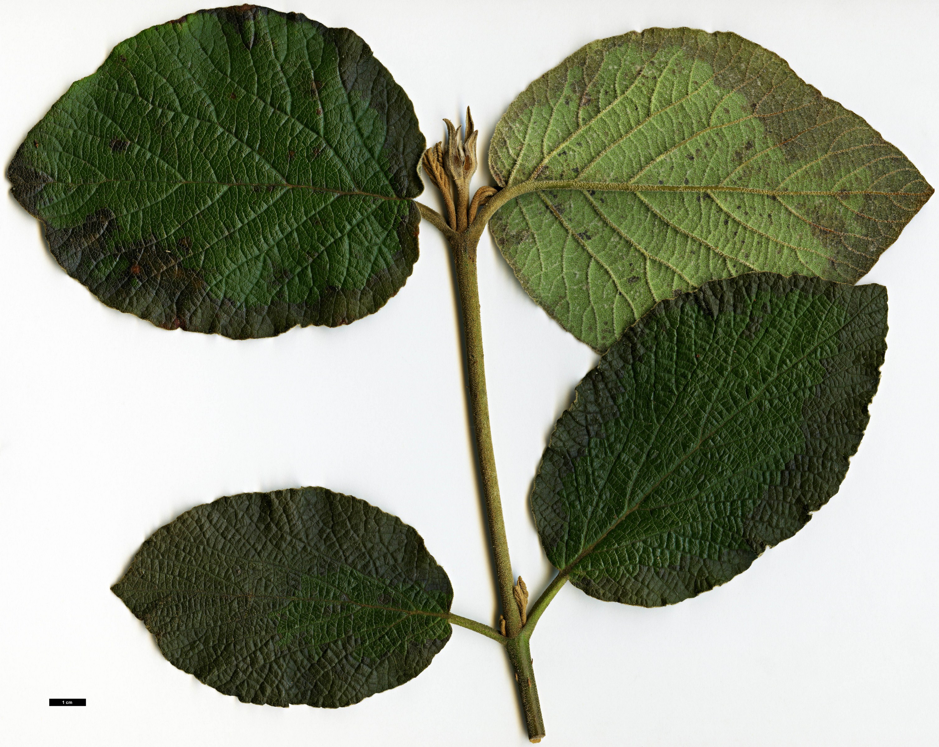 High resolution image: Family: Adoxaceae - Genus: Viburnum - Taxon: cotinifolium