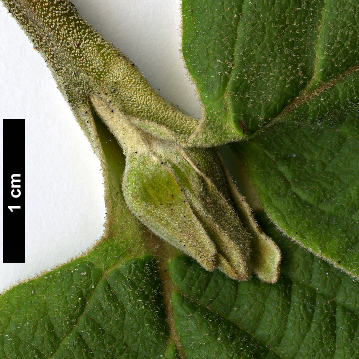 High resolution image: Family: Adoxaceae - Genus: Viburnum - Taxon: cotinifolium