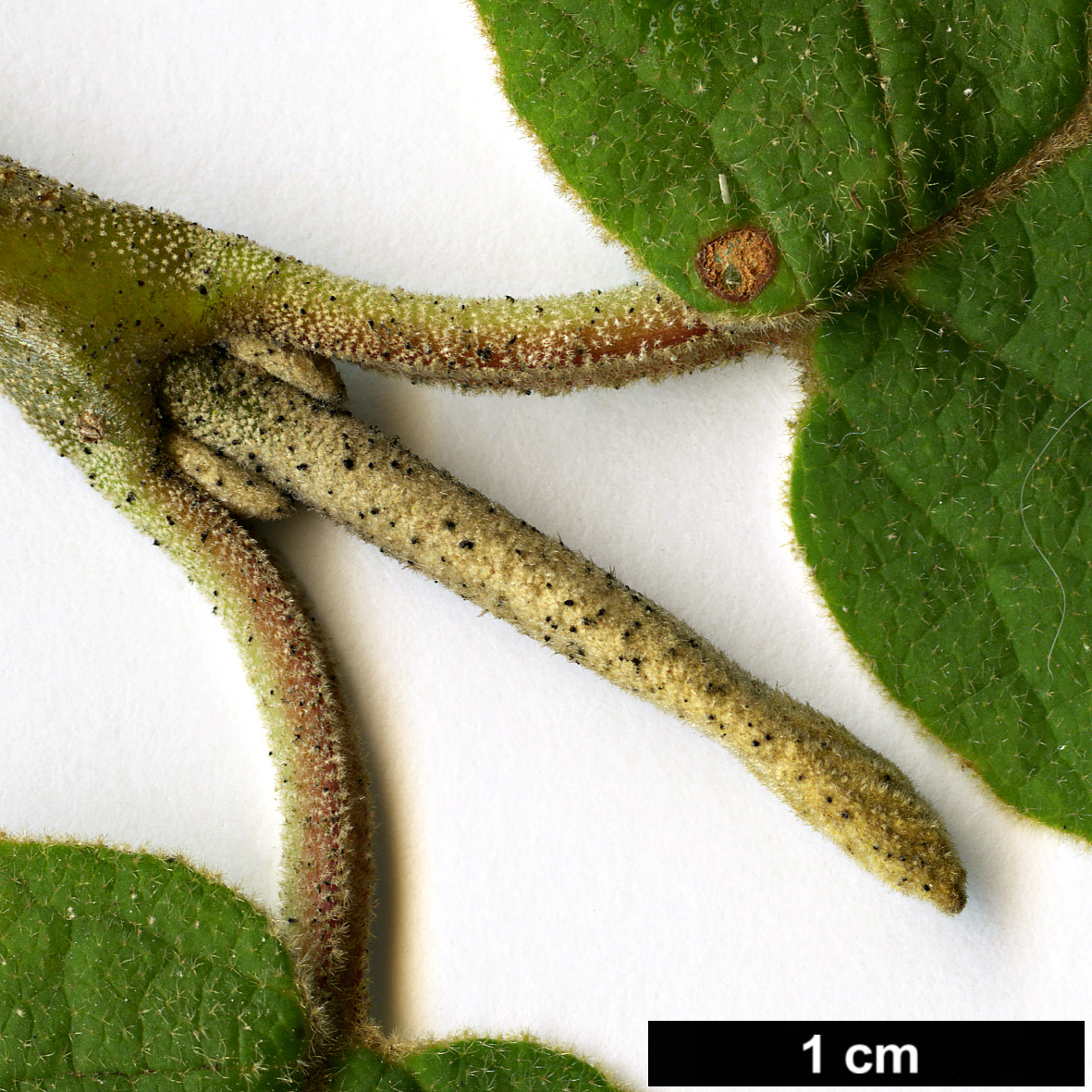 High resolution image: Family: Adoxaceae - Genus: Viburnum - Taxon: cotinifolium