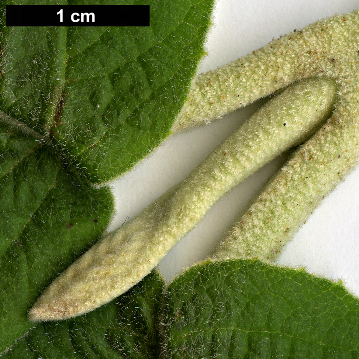 High resolution image: Family: Adoxaceae - Genus: Viburnum - Taxon: cotinifolium