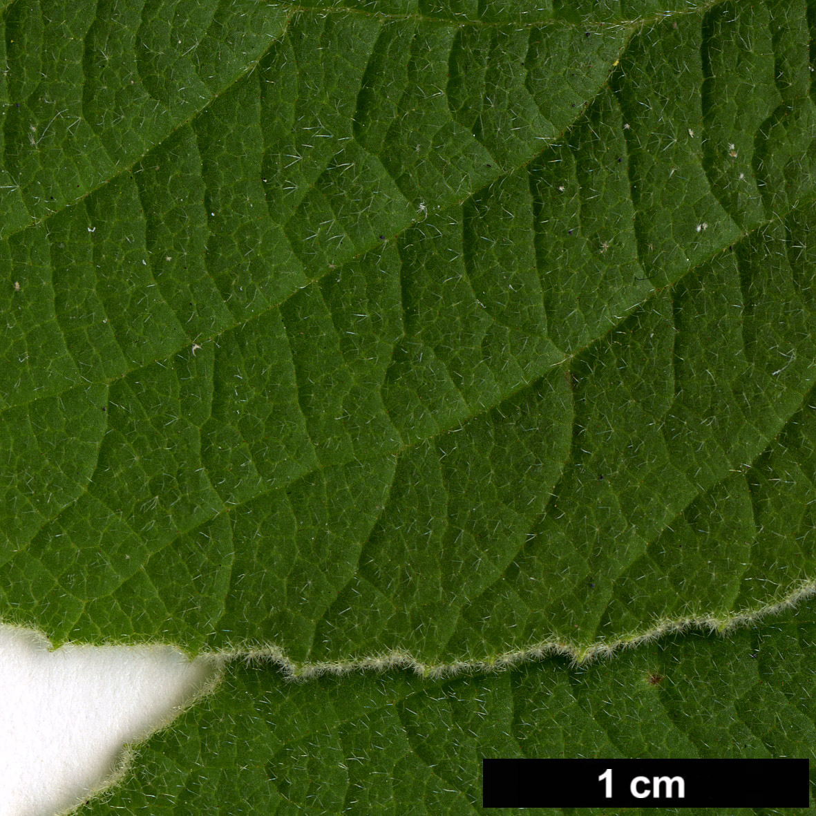 High resolution image: Family: Adoxaceae - Genus: Viburnum - Taxon: cotinifolium