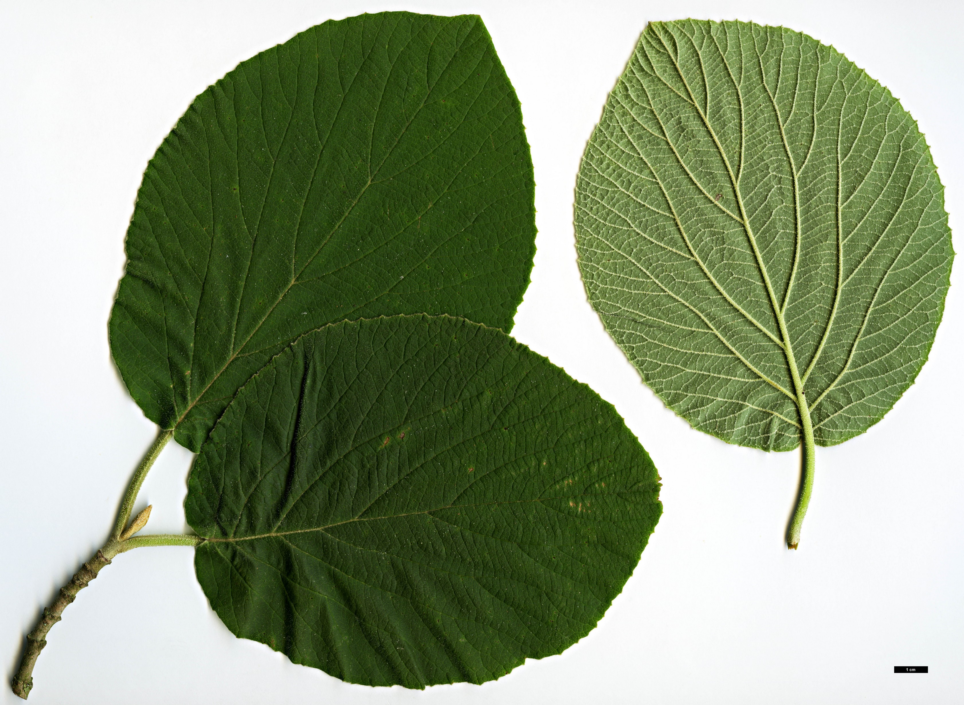 High resolution image: Family: Adoxaceae - Genus: Viburnum - Taxon: cotinifolium