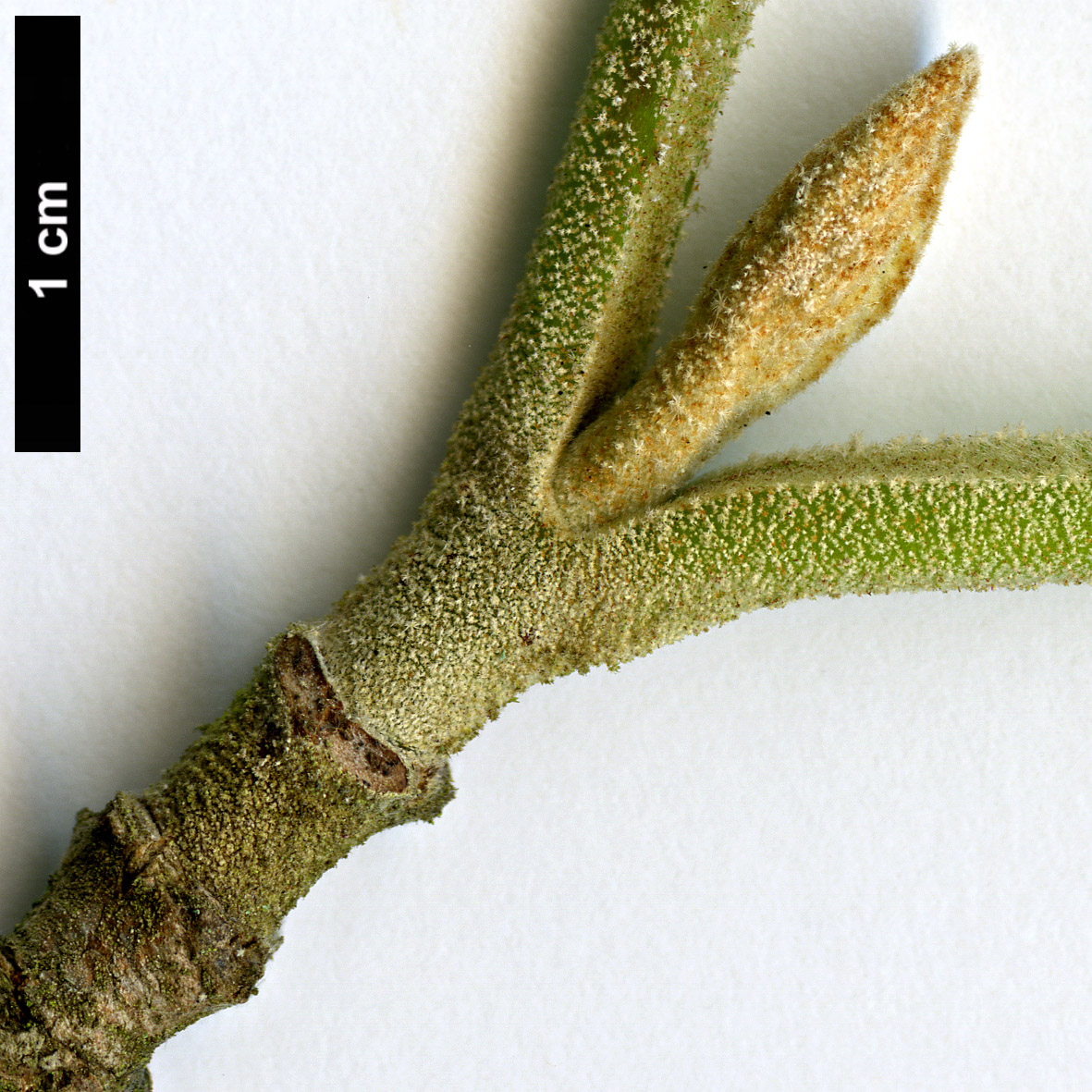 High resolution image: Family: Adoxaceae - Genus: Viburnum - Taxon: cotinifolium