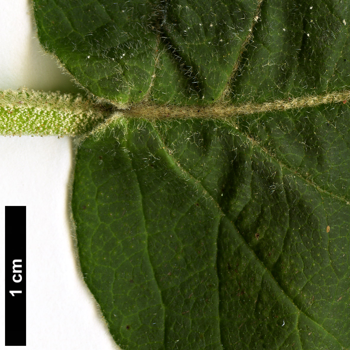 High resolution image: Family: Adoxaceae - Genus: Viburnum - Taxon: cotinifolium