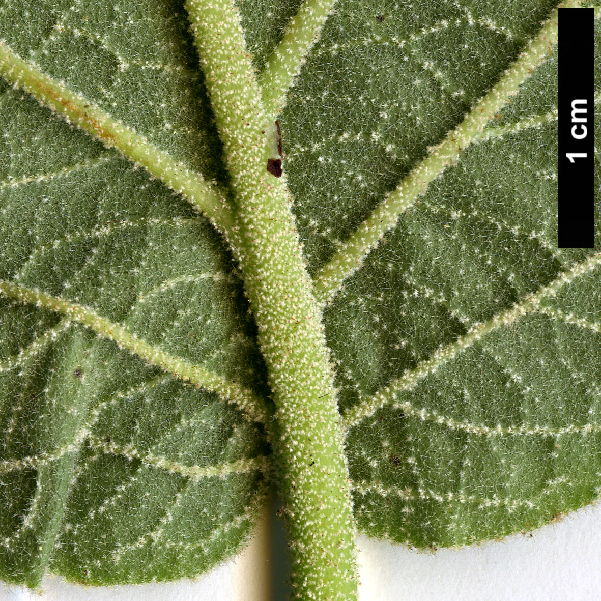 High resolution image: Family: Adoxaceae - Genus: Viburnum - Taxon: cotinifolium