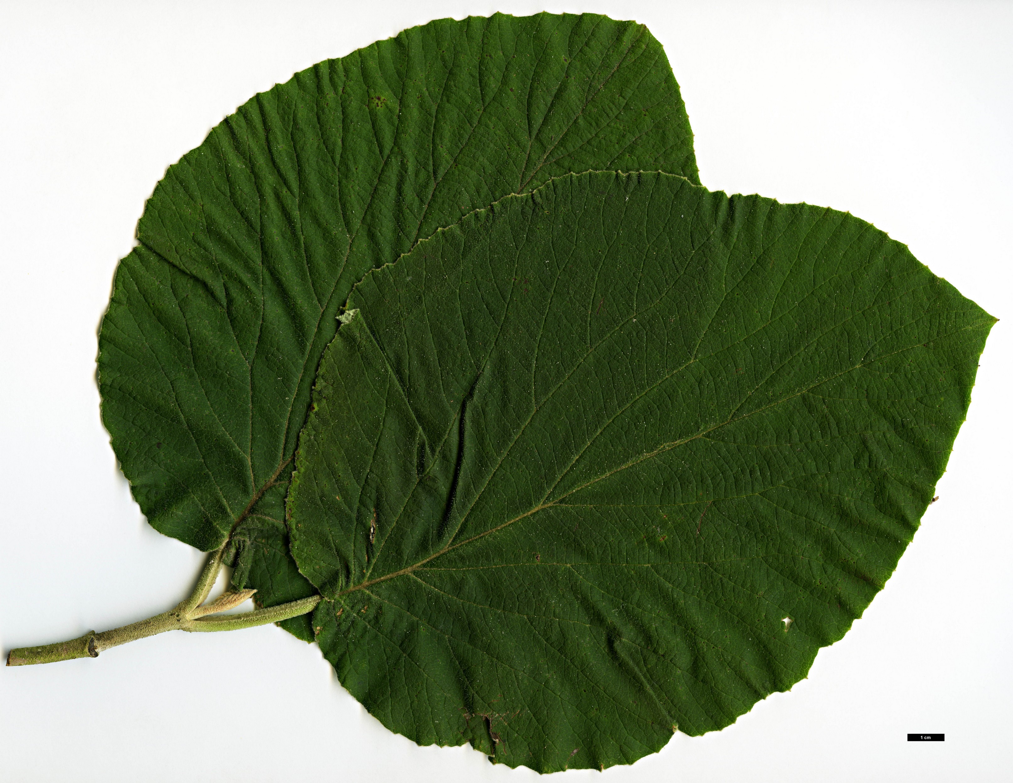 High resolution image: Family: Adoxaceae - Genus: Viburnum - Taxon: cotinifolium