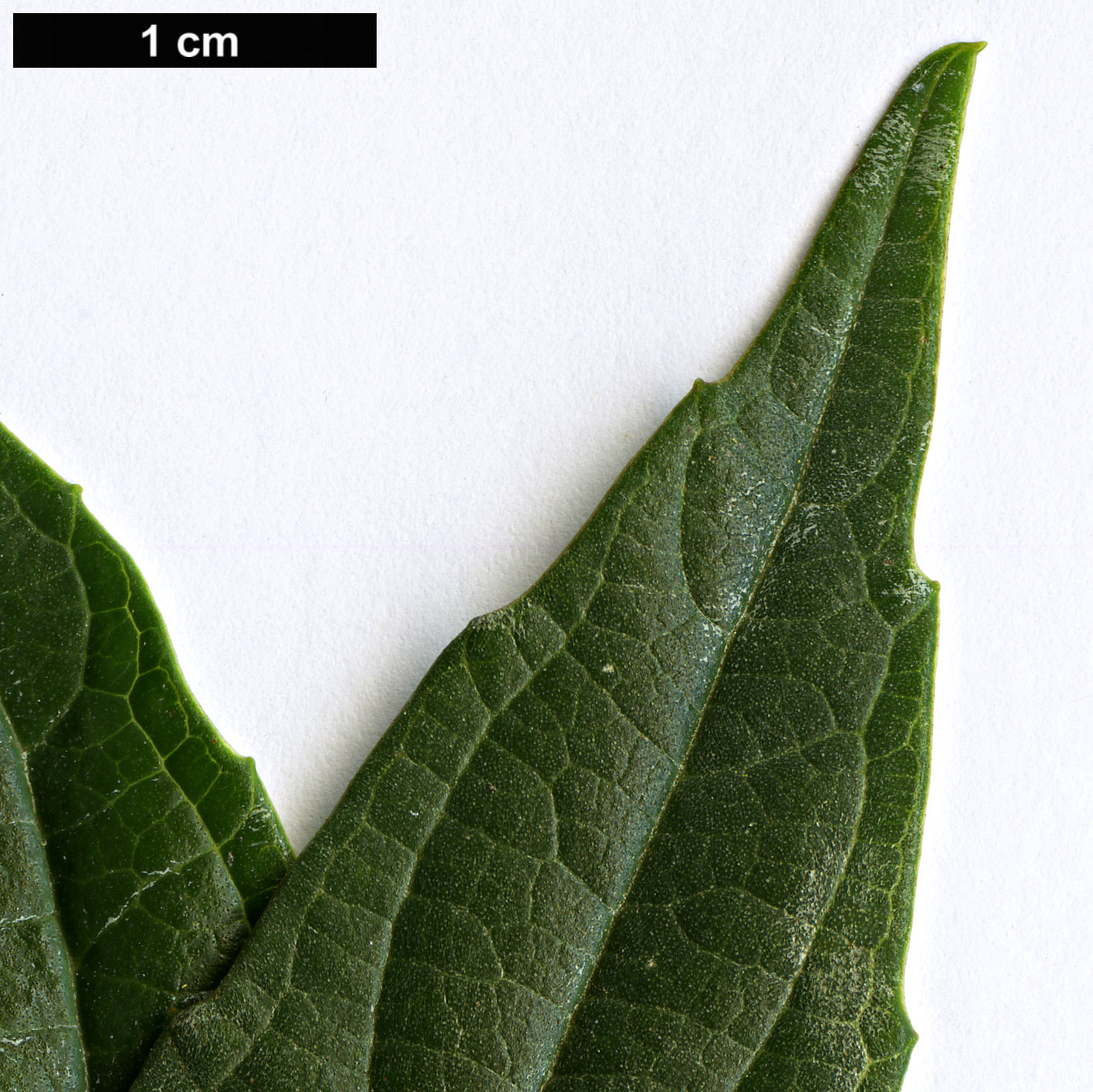 High resolution image: Family: Adoxaceae - Genus: Viburnum - Taxon: cylindricum