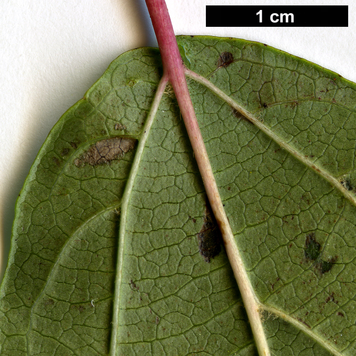 High resolution image: Family: Adoxaceae - Genus: Viburnum - Taxon: dasyanthum