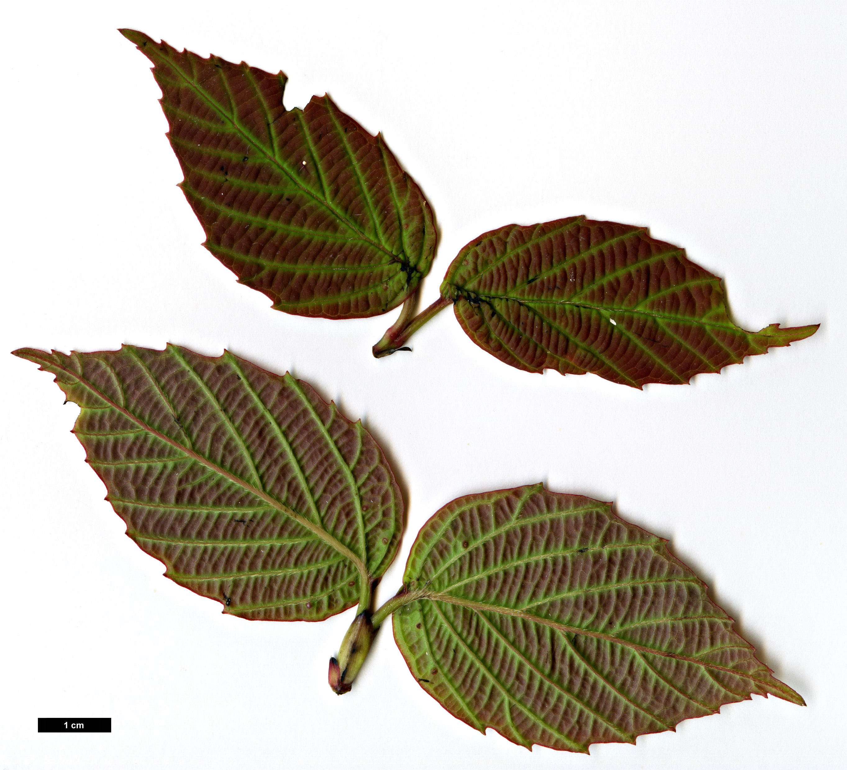 High resolution image: Family: Adoxaceae - Genus: Viburnum - Taxon: dasyanthum