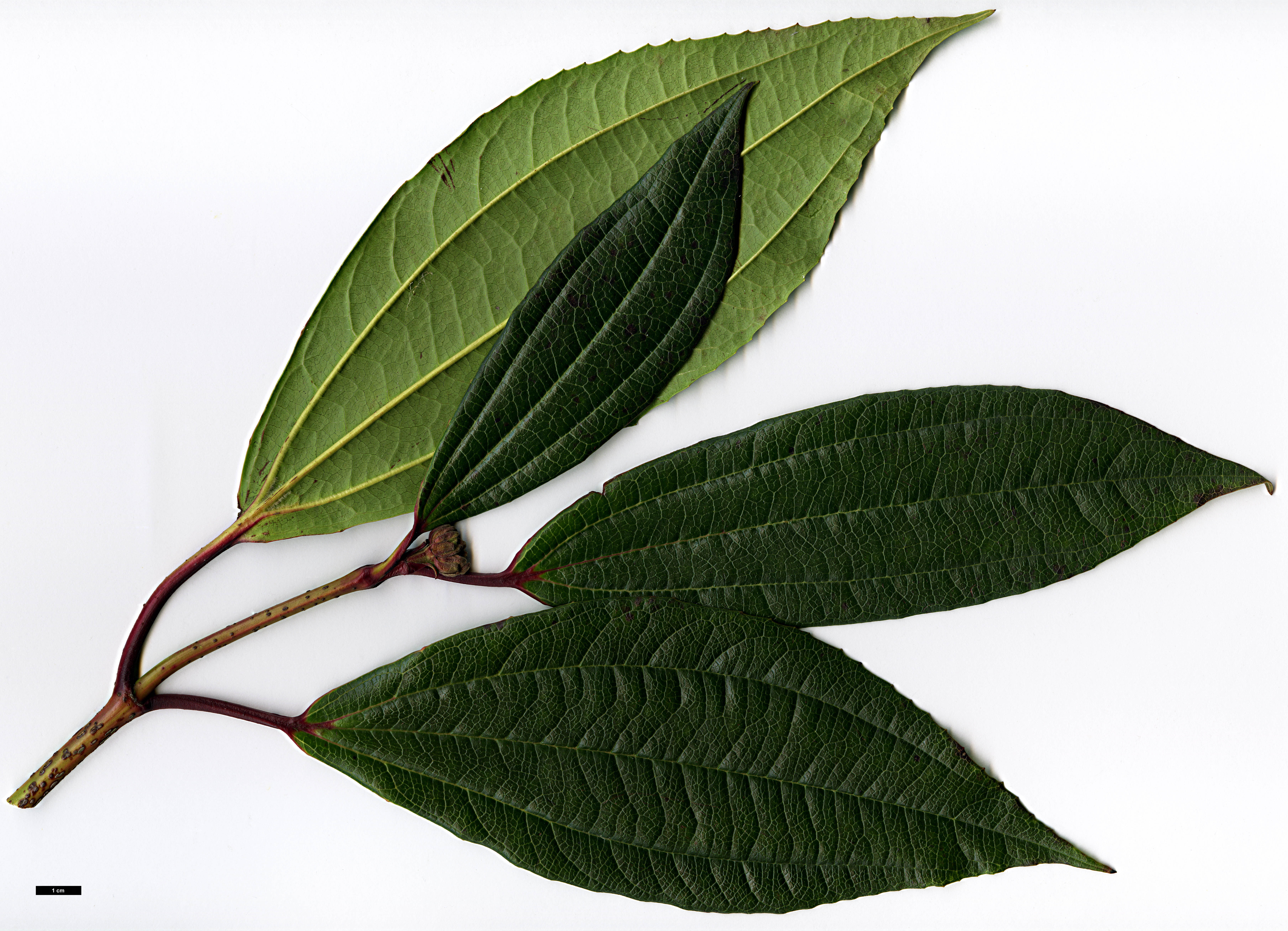 High resolution image: Family: Adoxaceae - Genus: Viburnum - Taxon: davidii