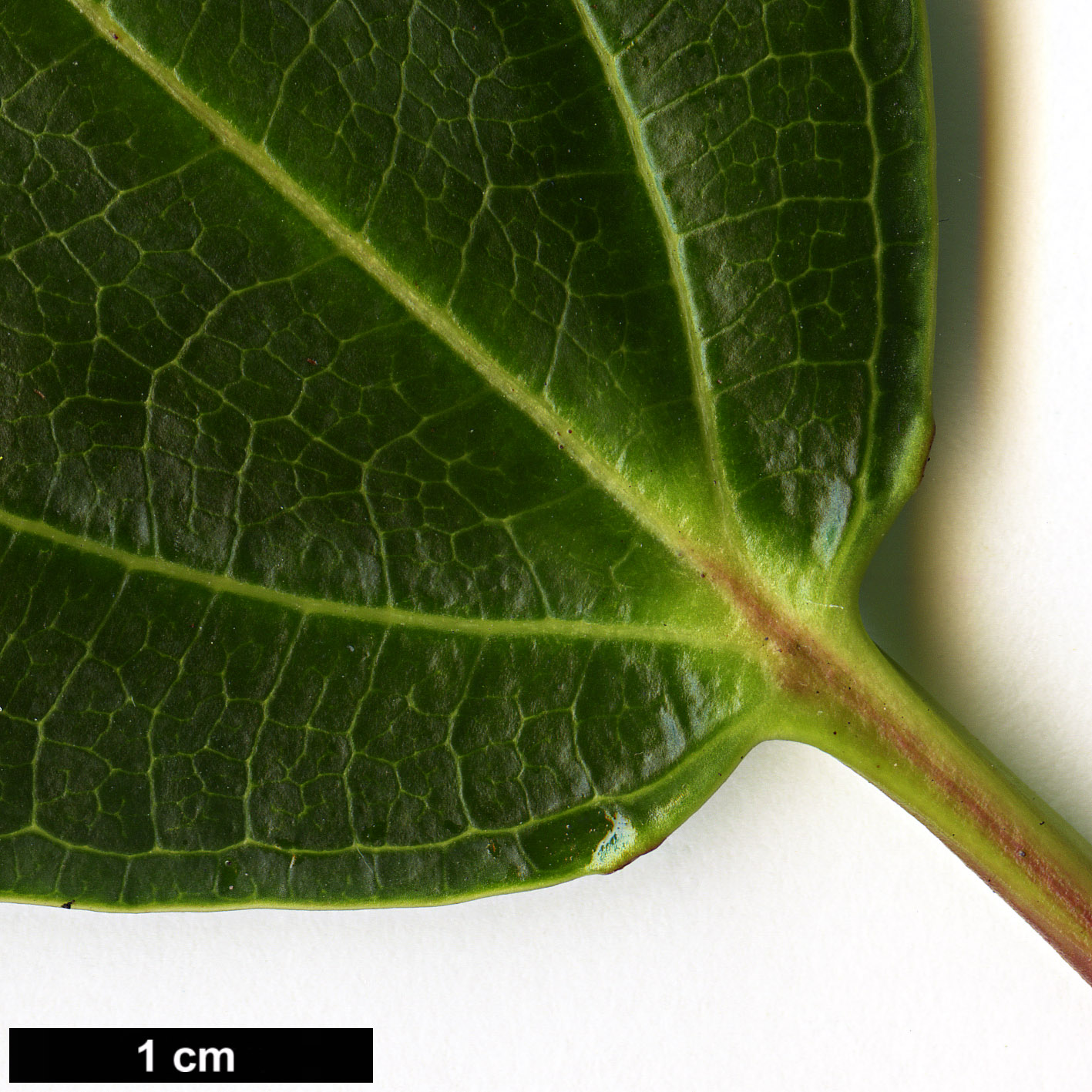 High resolution image: Family: Adoxaceae - Genus: Viburnum - Taxon: davidii