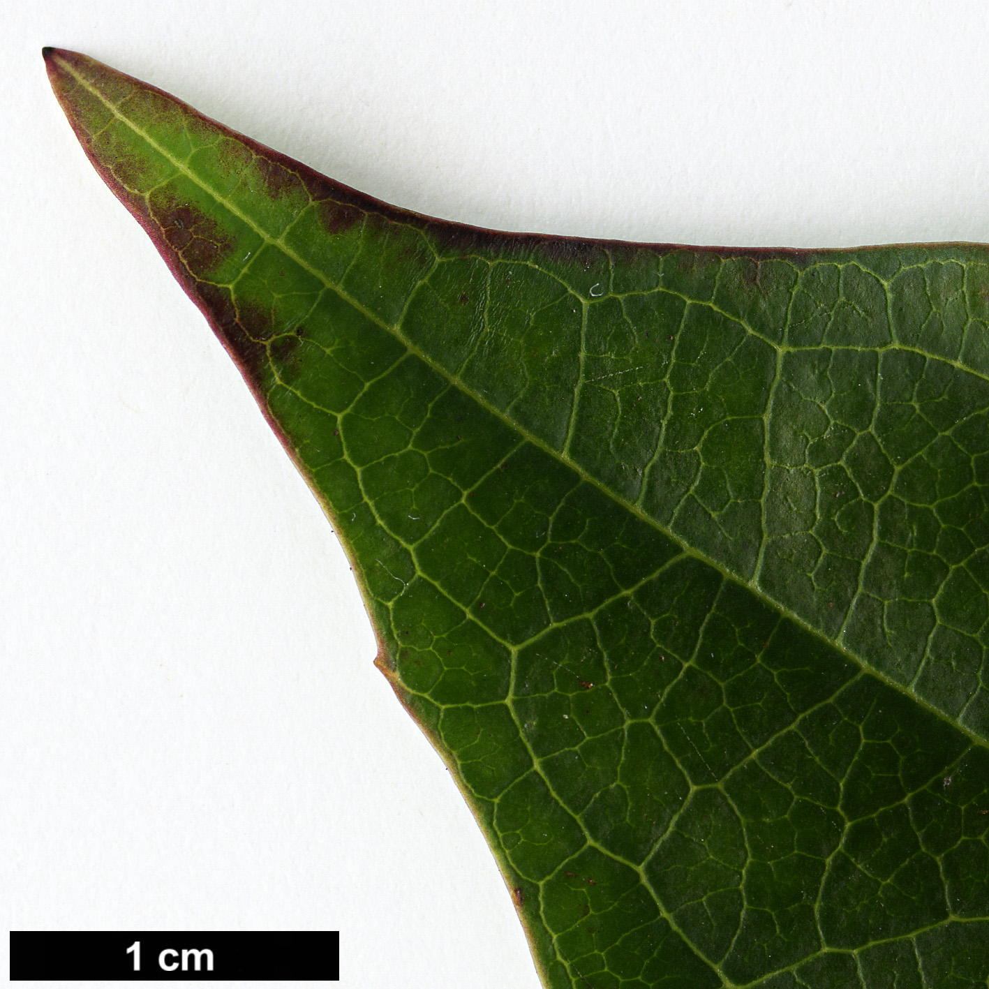 High resolution image: Family: Adoxaceae - Genus: Viburnum - Taxon: davidii