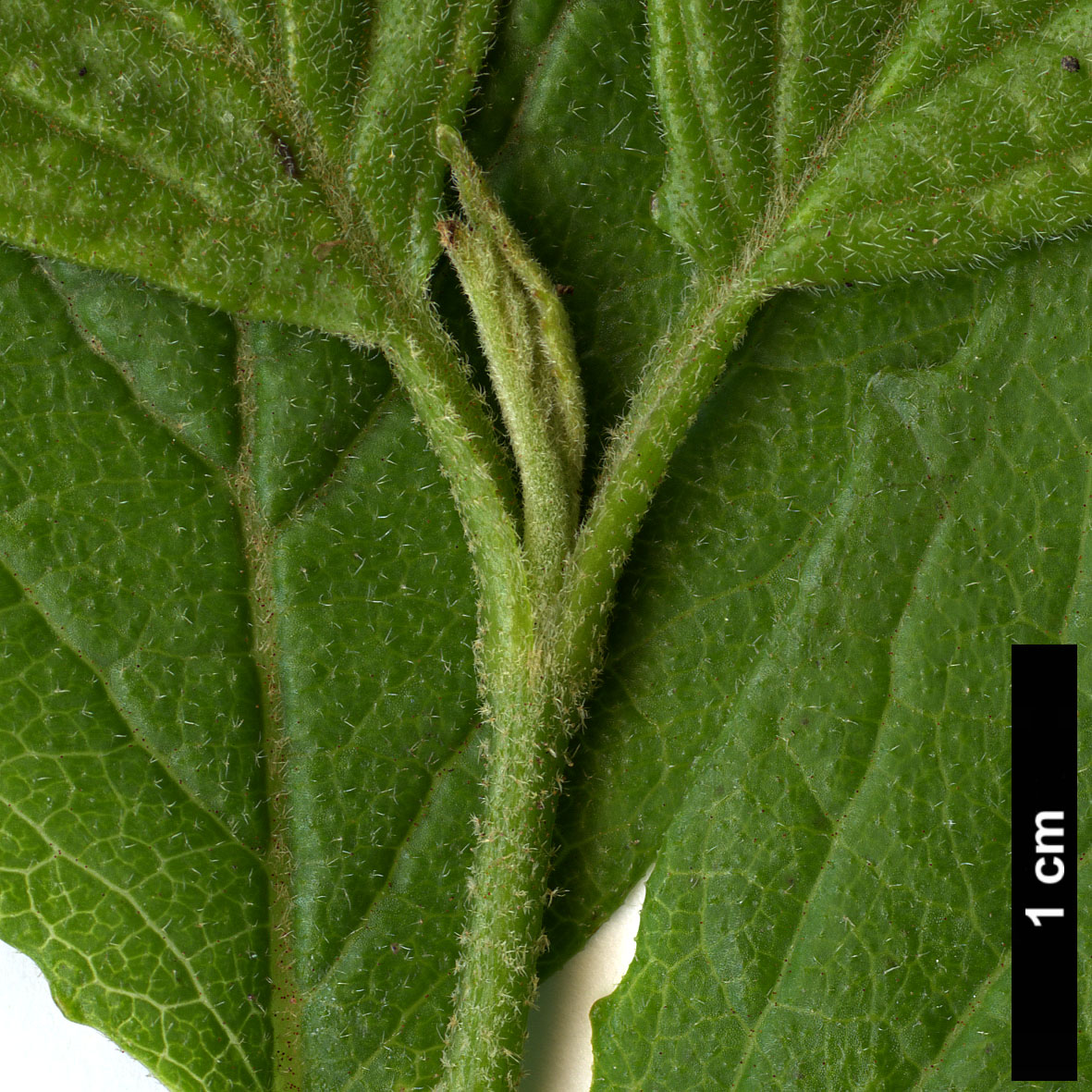 High resolution image: Family: Adoxaceae - Genus: Viburnum - Taxon: dentatum