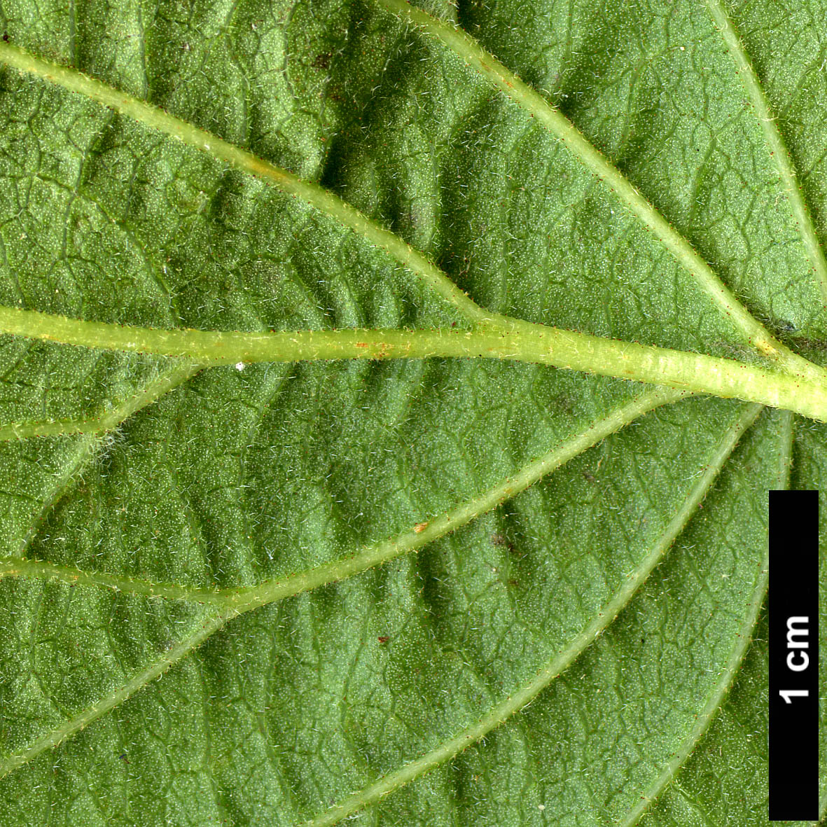 High resolution image: Family: Adoxaceae - Genus: Viburnum - Taxon: dentatum