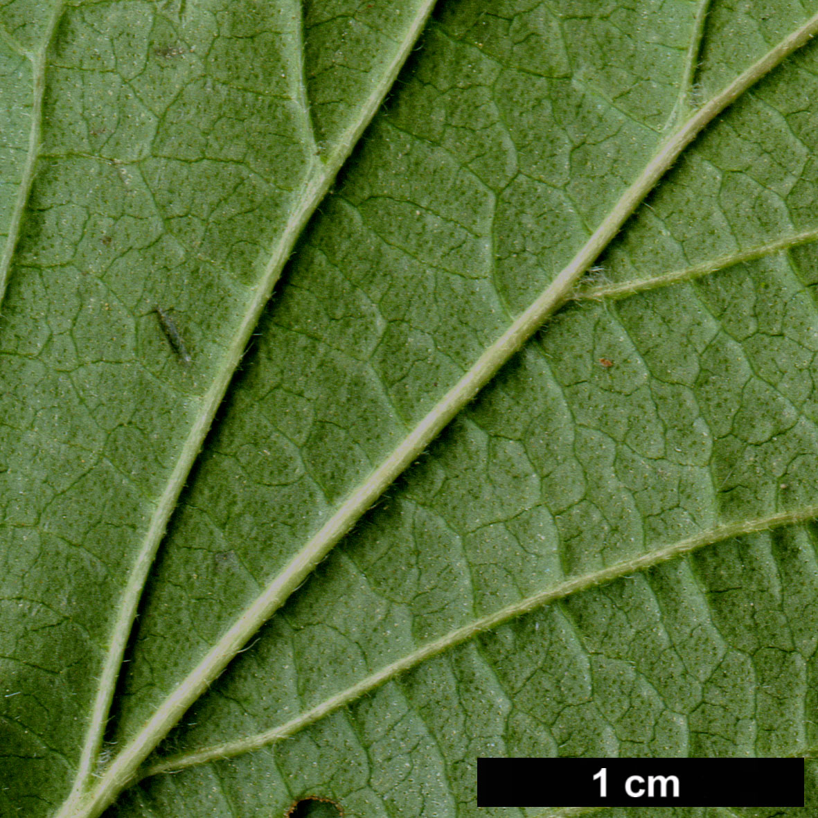 High resolution image: Family: Adoxaceae - Genus: Viburnum - Taxon: dilatatum