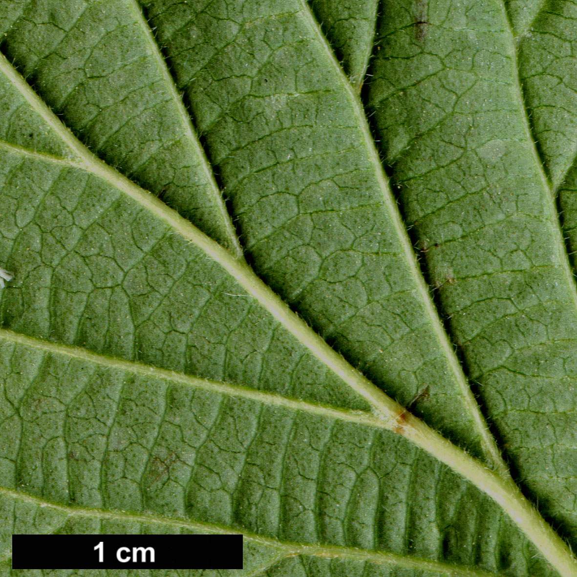 High resolution image: Family: Adoxaceae - Genus: Viburnum - Taxon: dilatatum